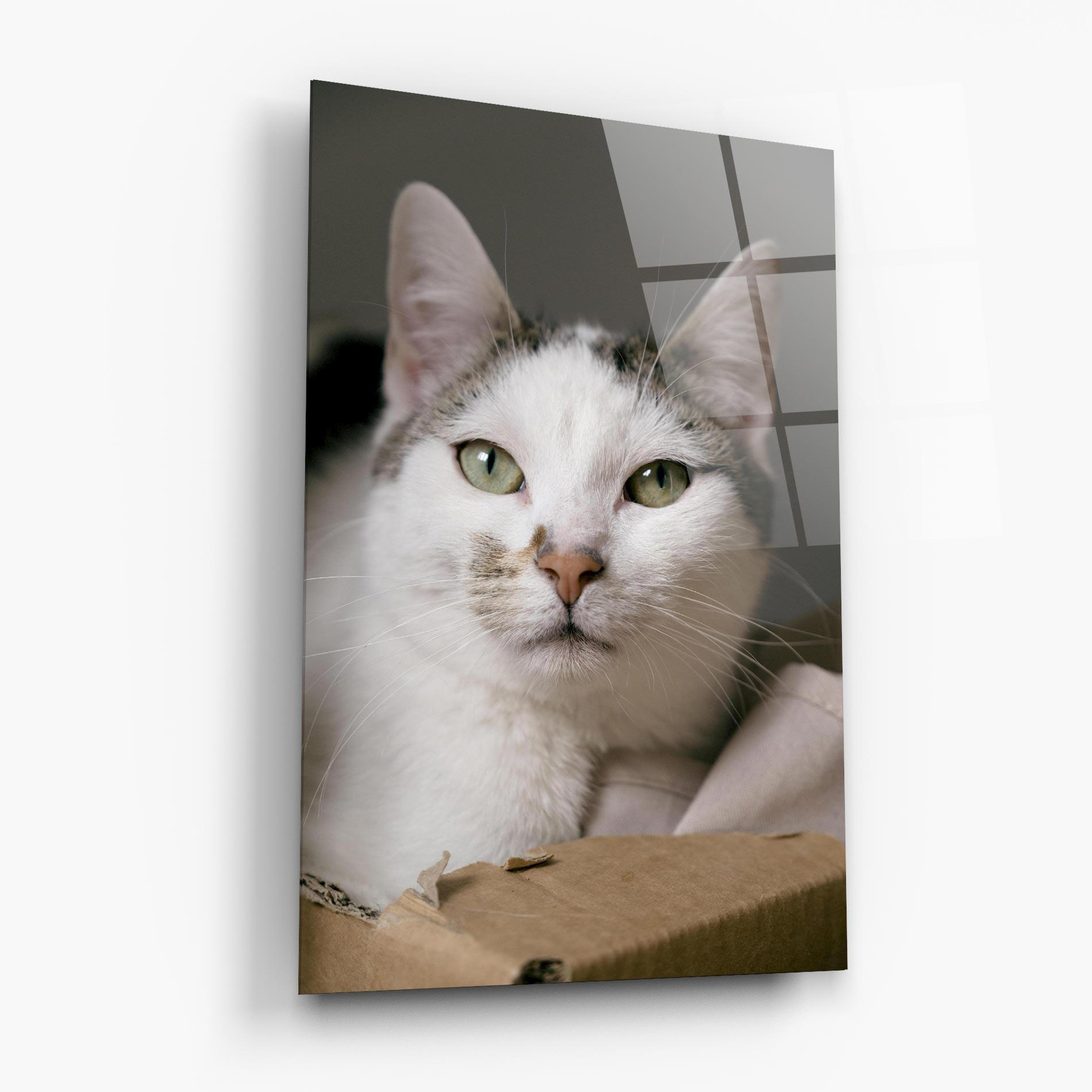 Glasbild Big Sleepy Cat mockup 6