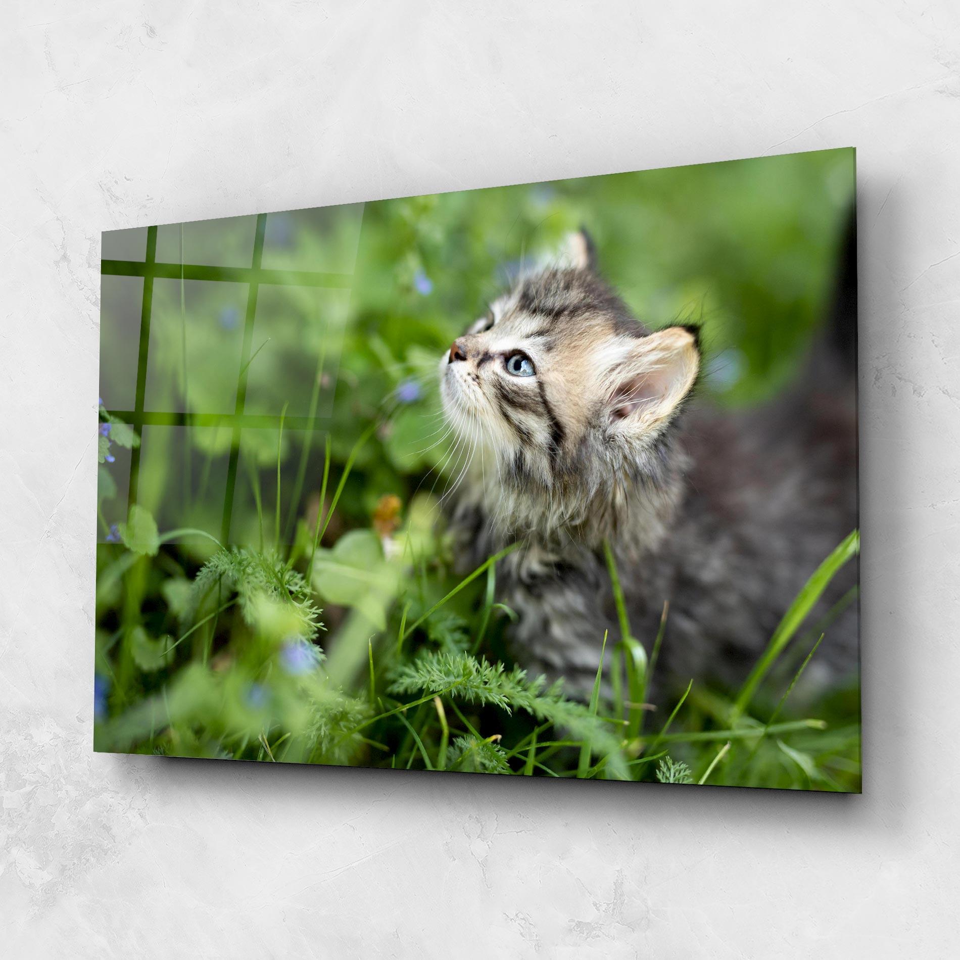 Glasbild Brown Baby Cat mockup 1