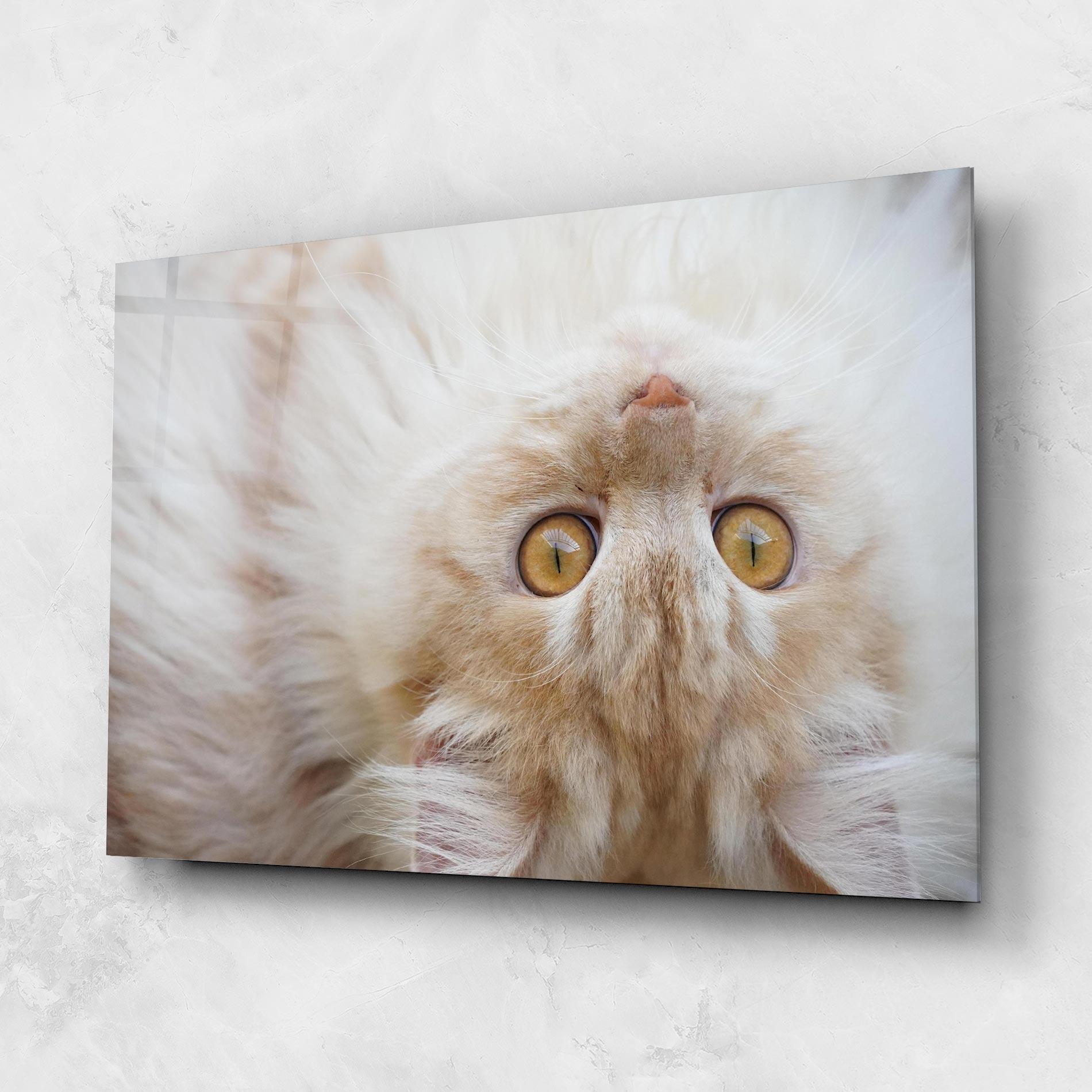 Glasbild Close Up Yellow Eyes Cat mockup 1