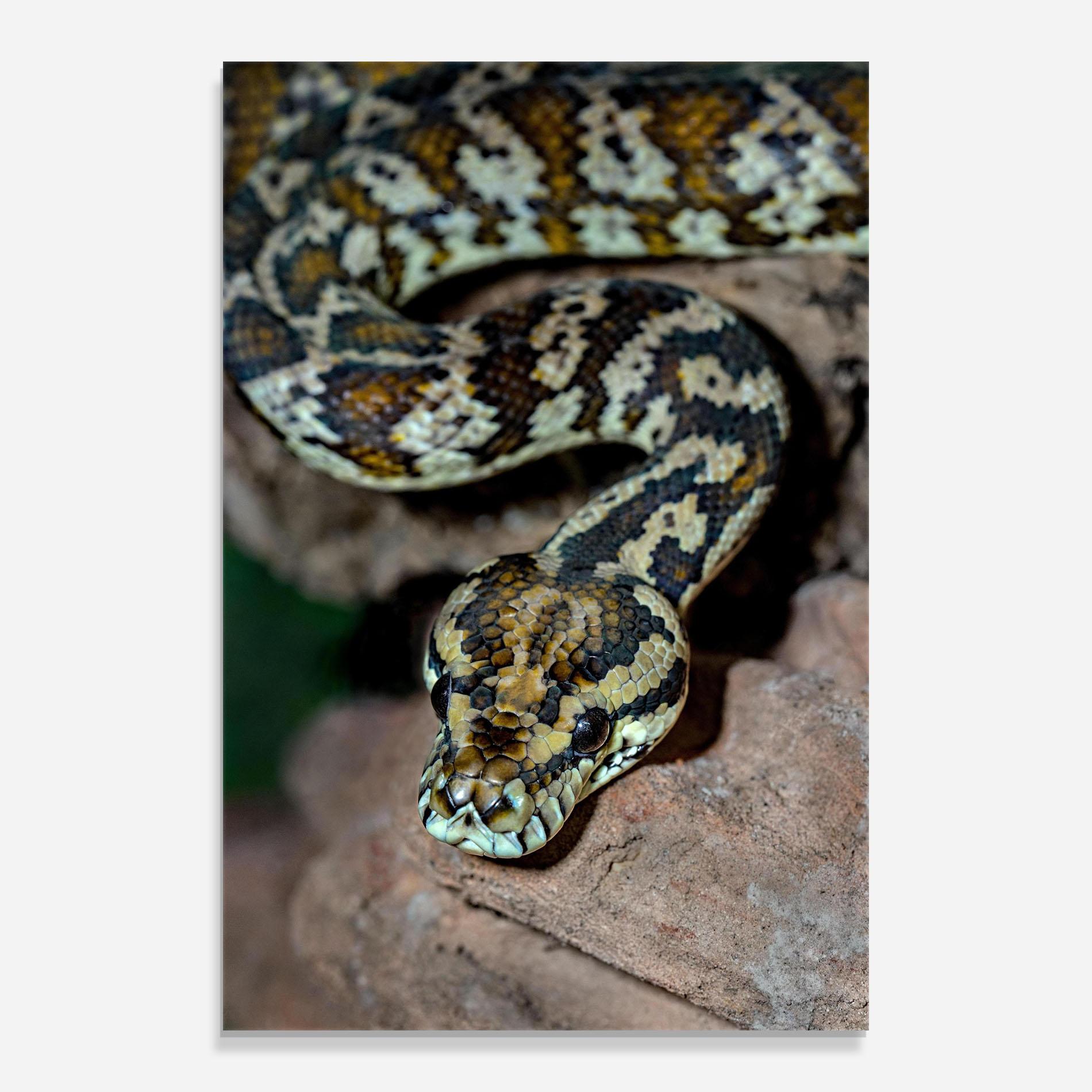 Glasbild King Snake mockup 0