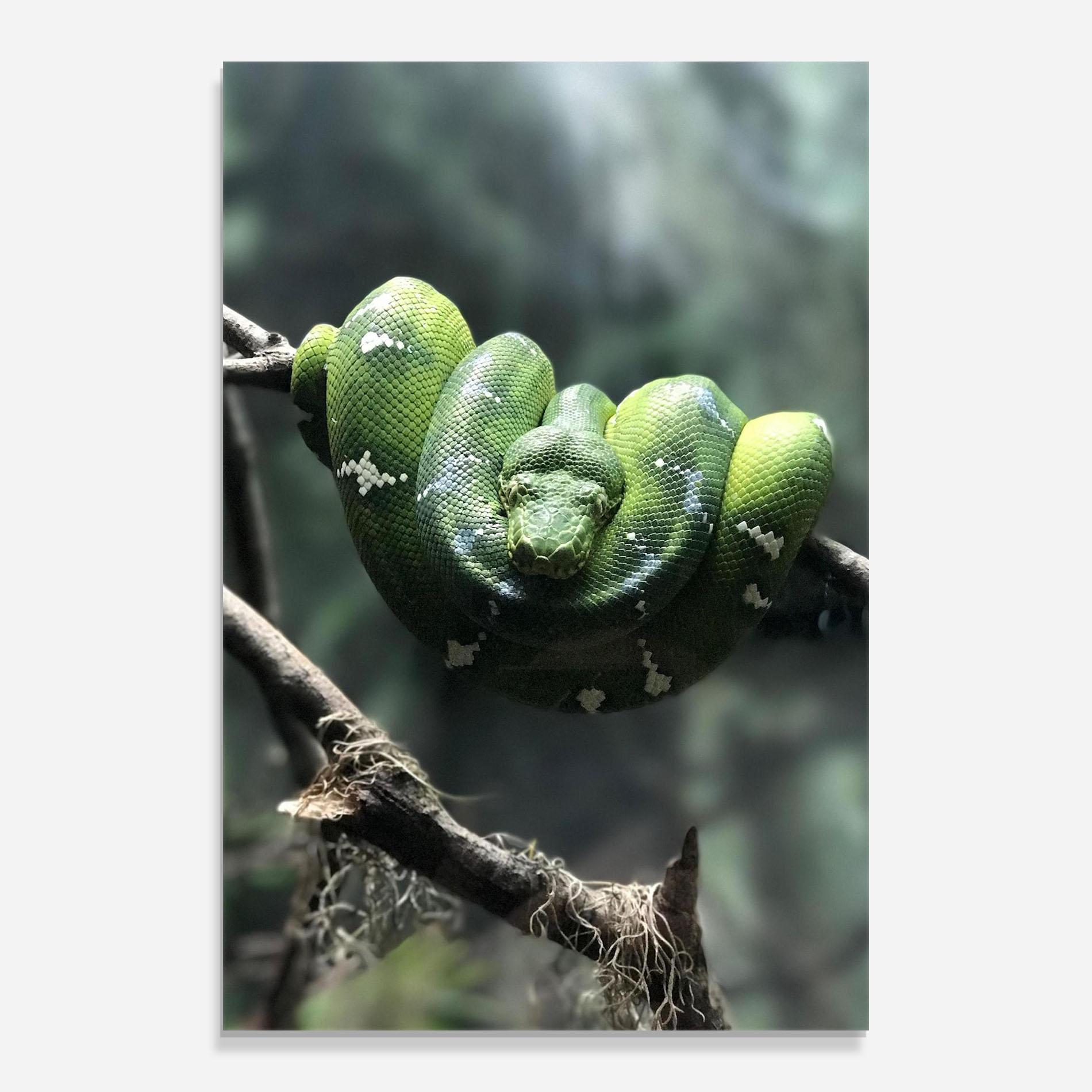 Glasbild Sleepy Snake mockup 0