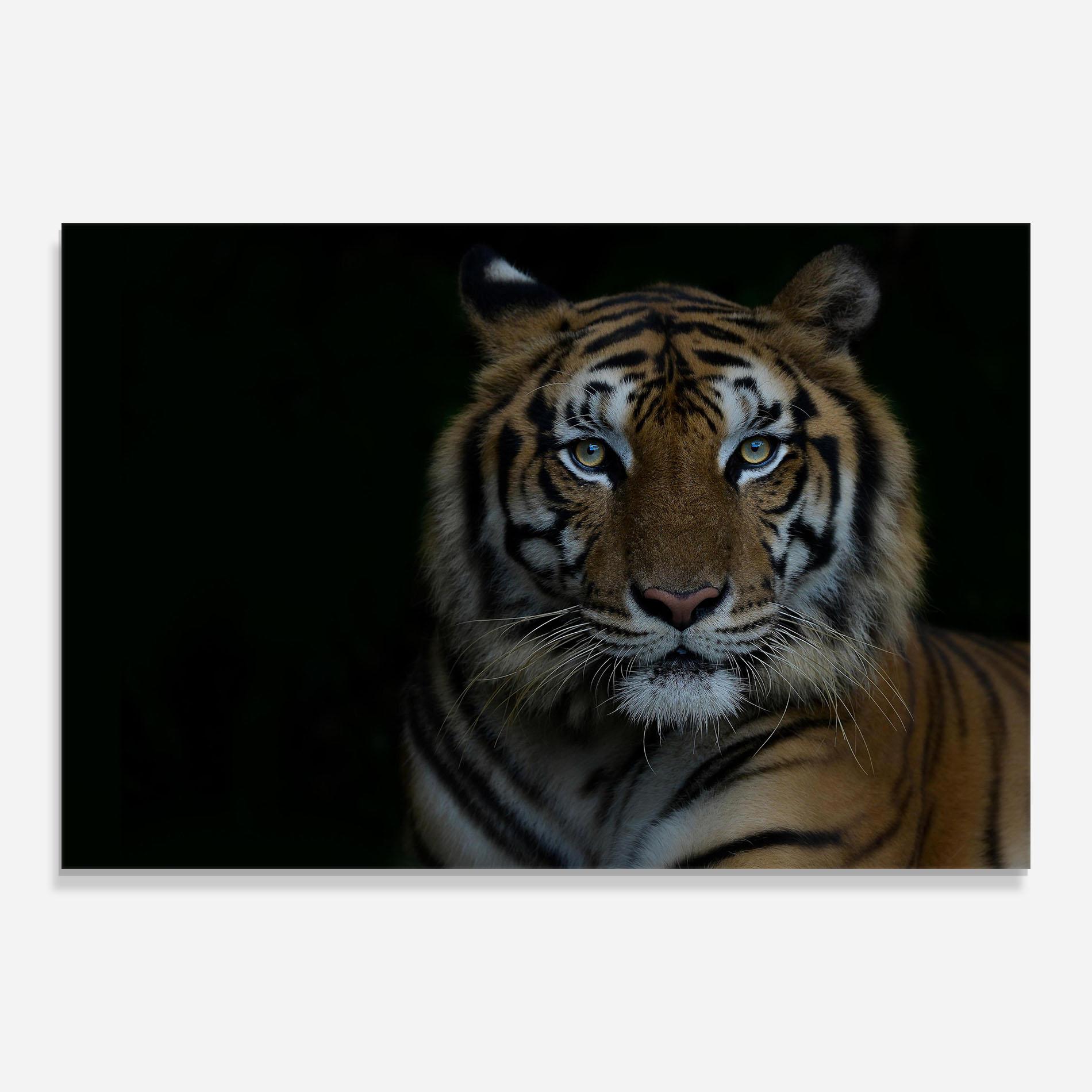 Glasbild Close Up Tiger mockup 0