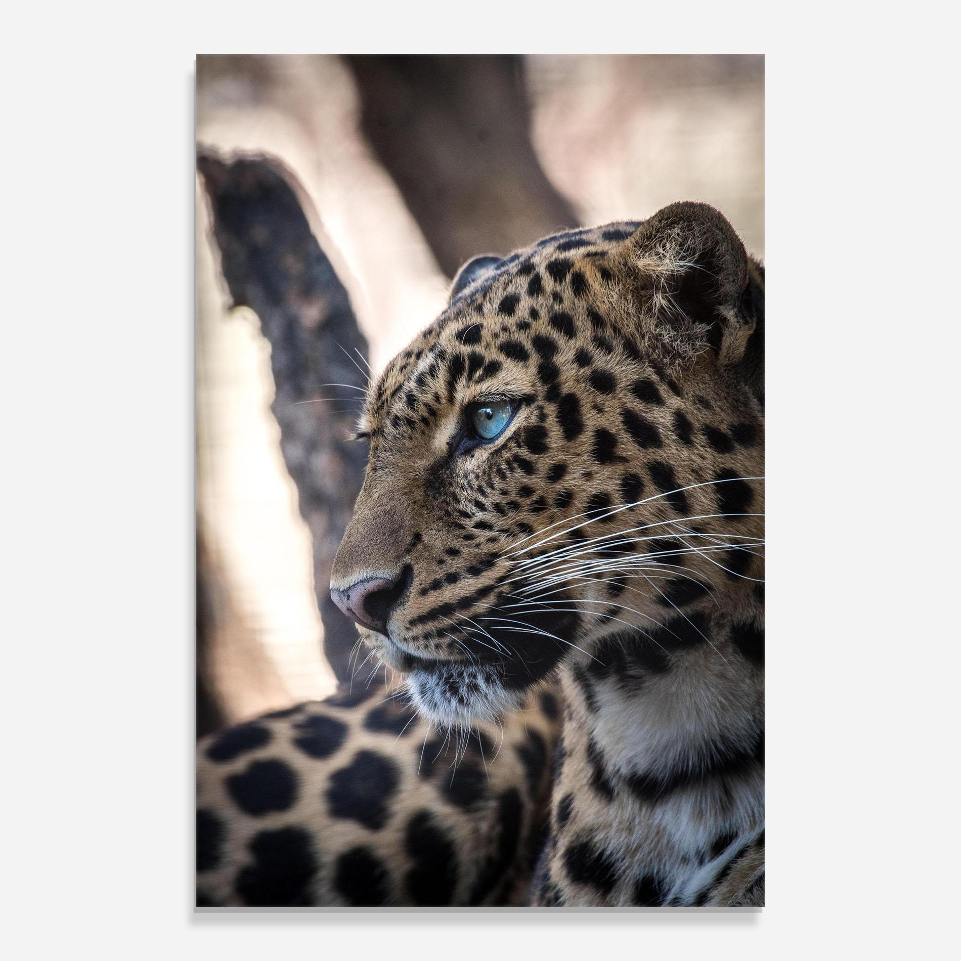 Glasbild Blue Tiger mockup 0