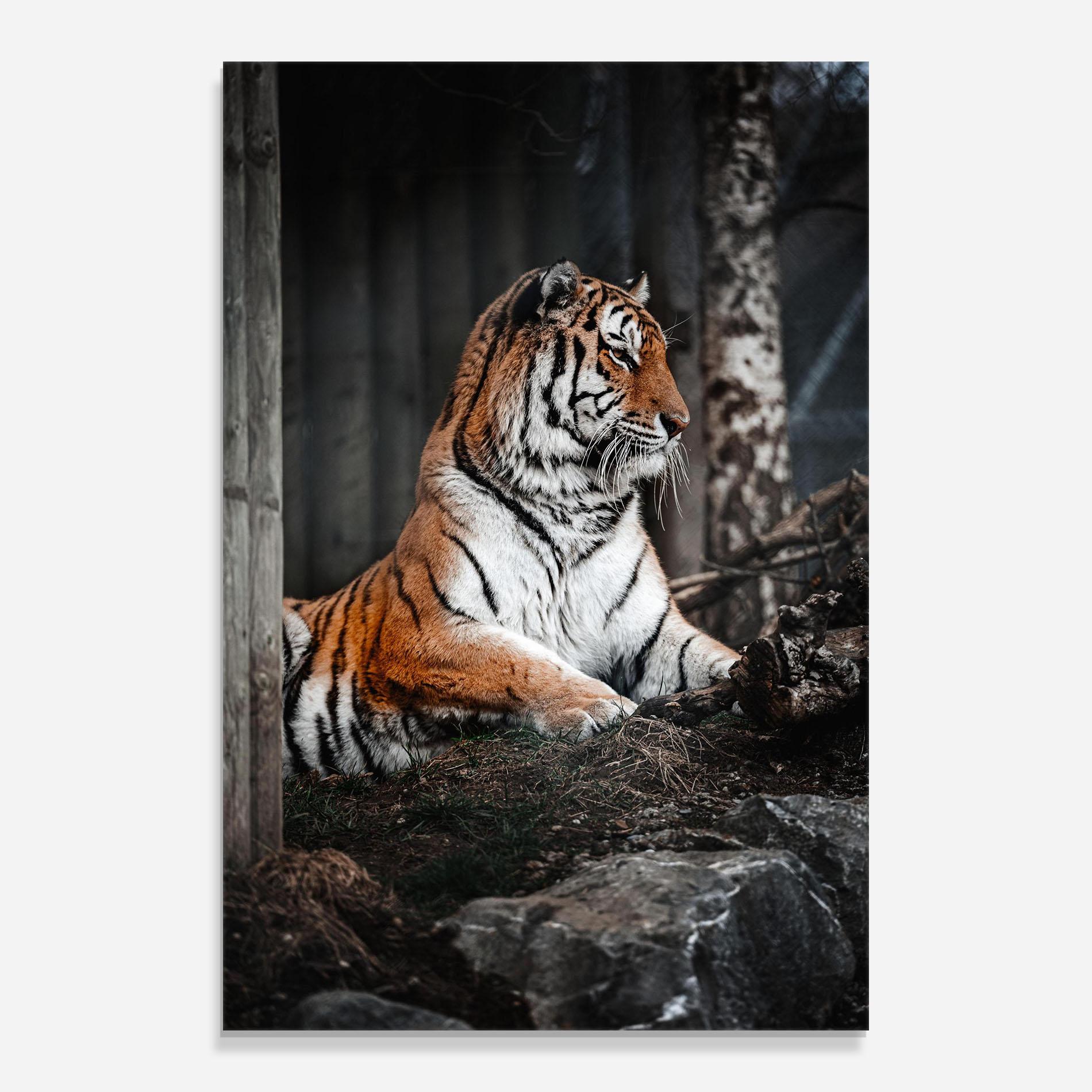 Glasbild Forest Tiger mockup 0