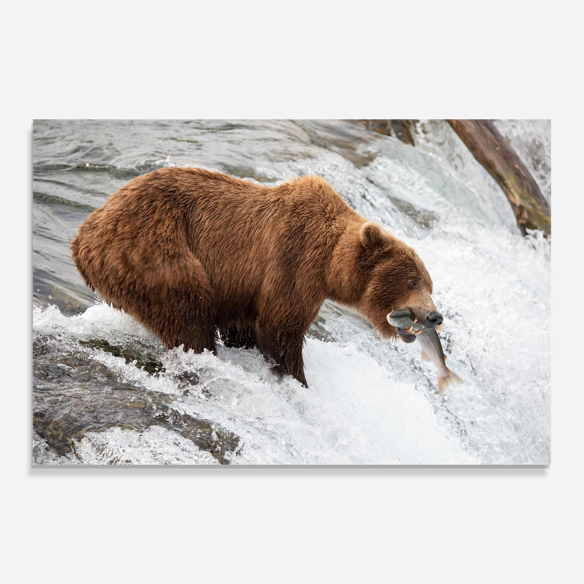 Glasbild Bear Hunting mockup 0