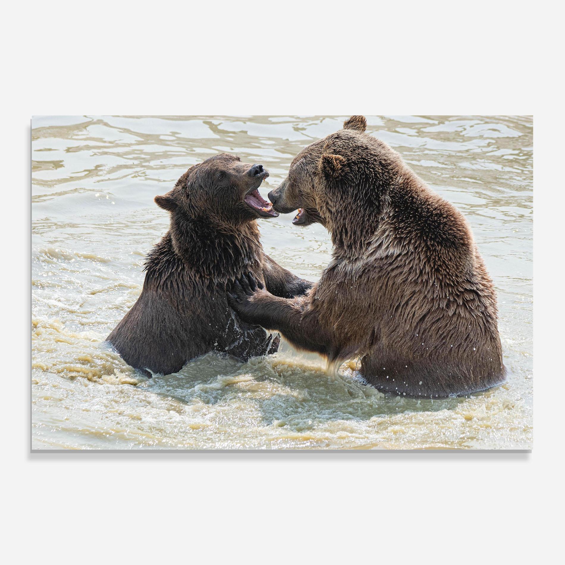 Glasbild Bears Fighting mockup 0