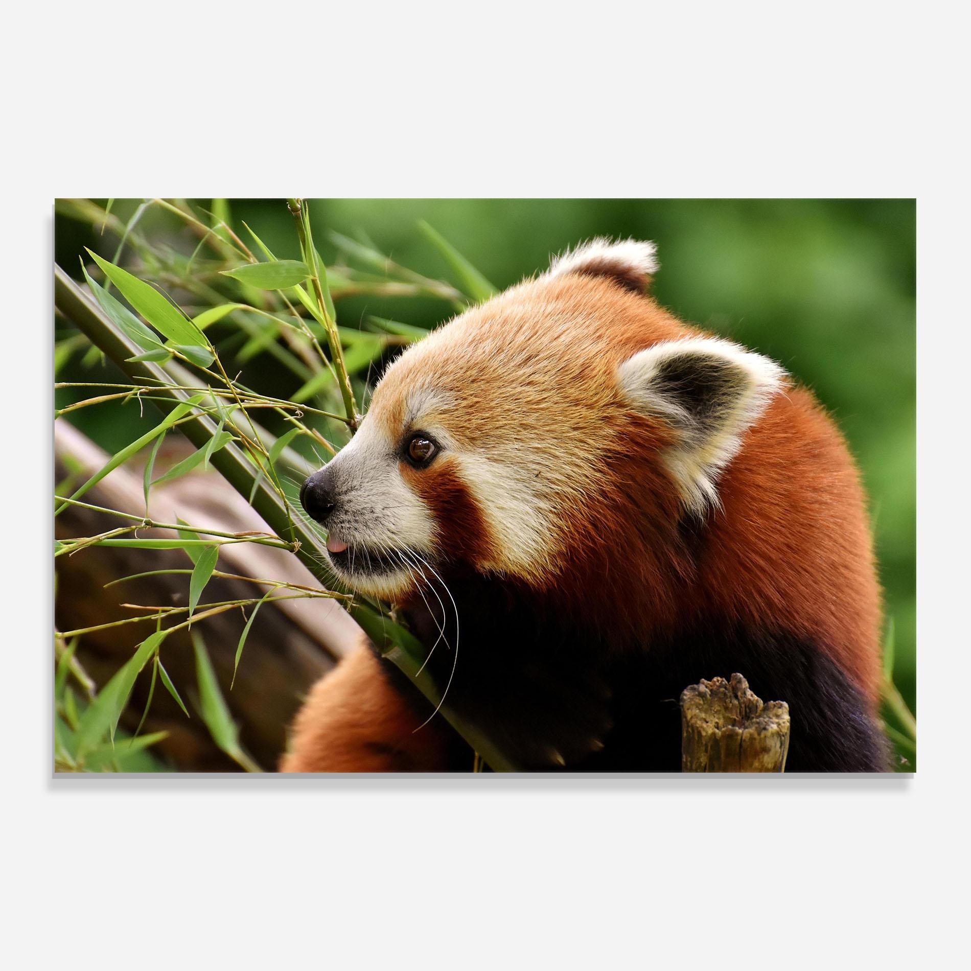 Glasbild Cute Red Panda mockup 0