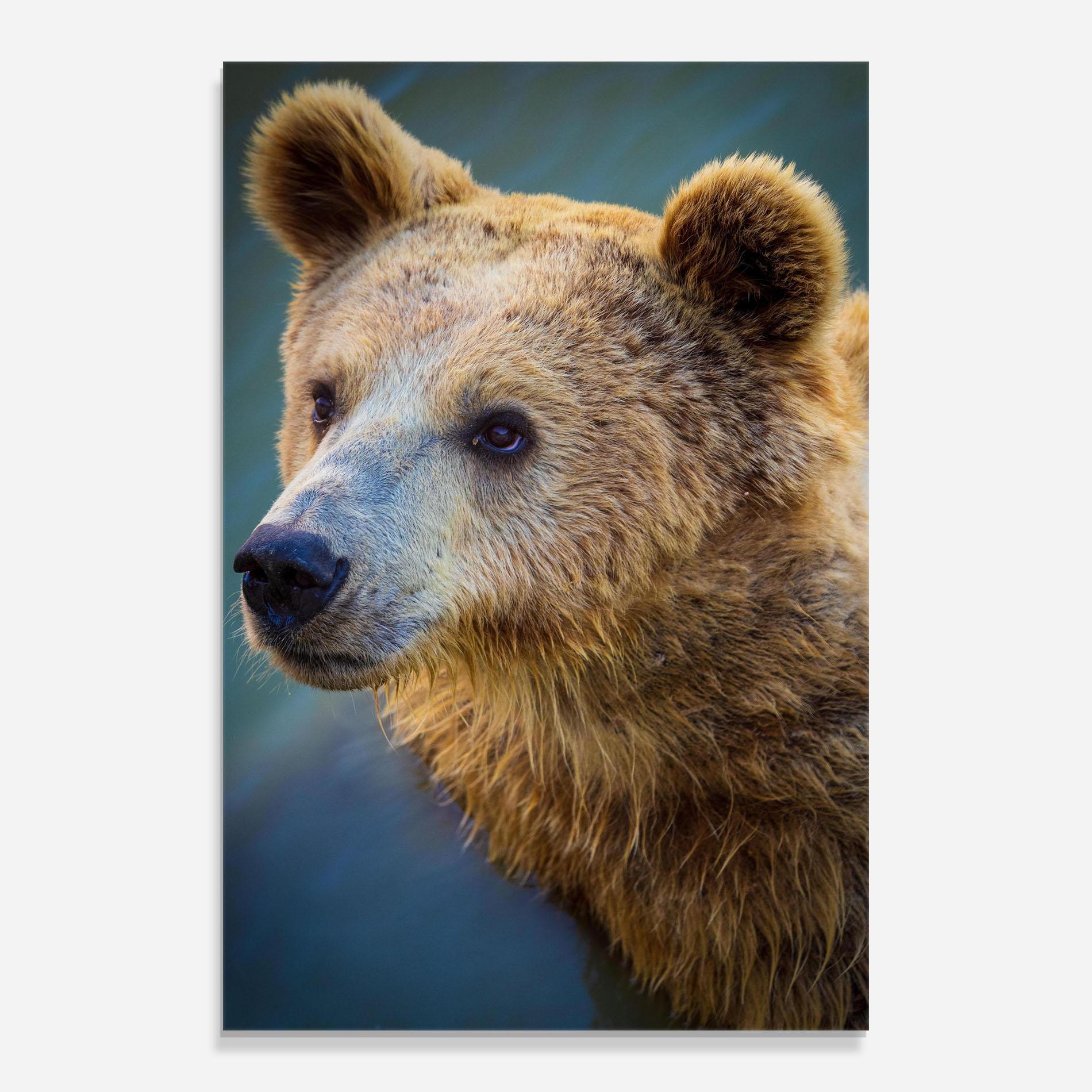 Glasbild Bear Head mockup 0