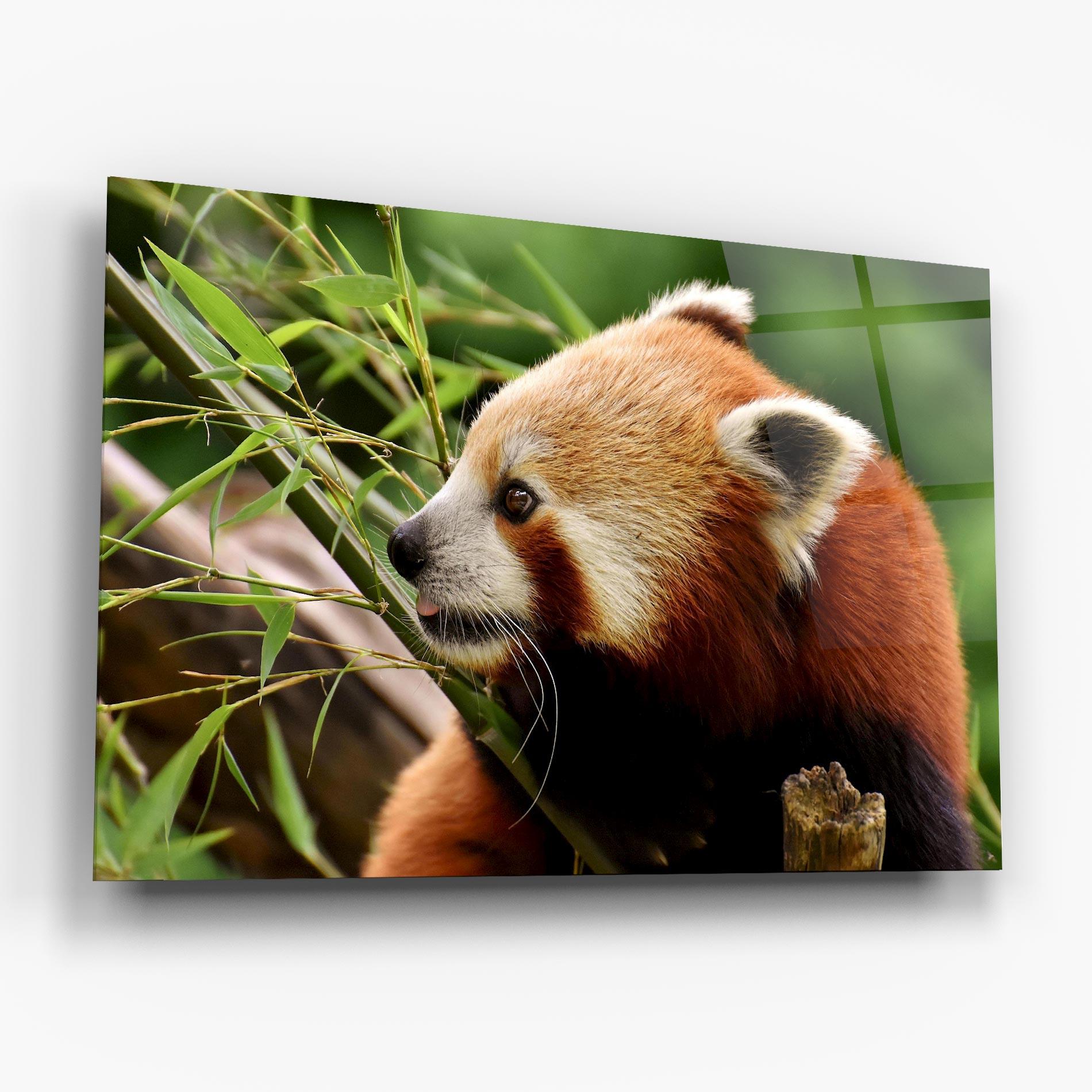 Glasbild Cute Red Panda mockup 6