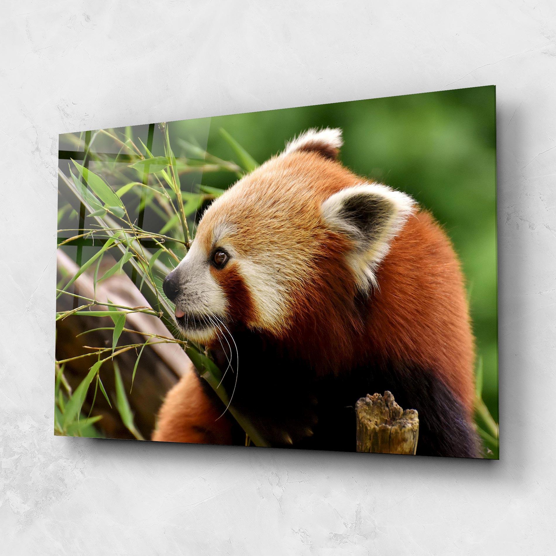 Glasbild Cute Red Panda mockup 1