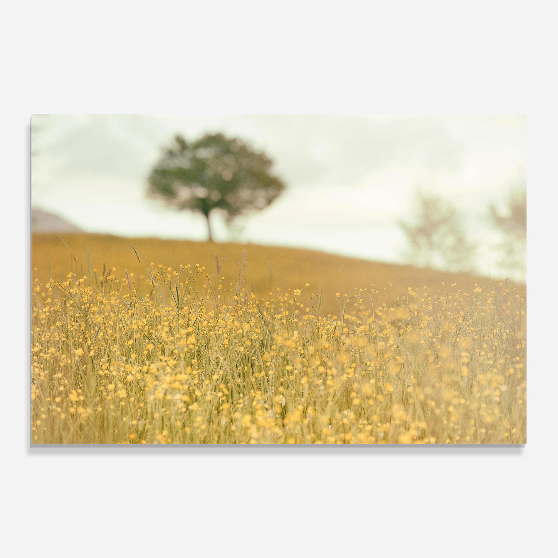 Glasbild Cream Field Nature mockup 0