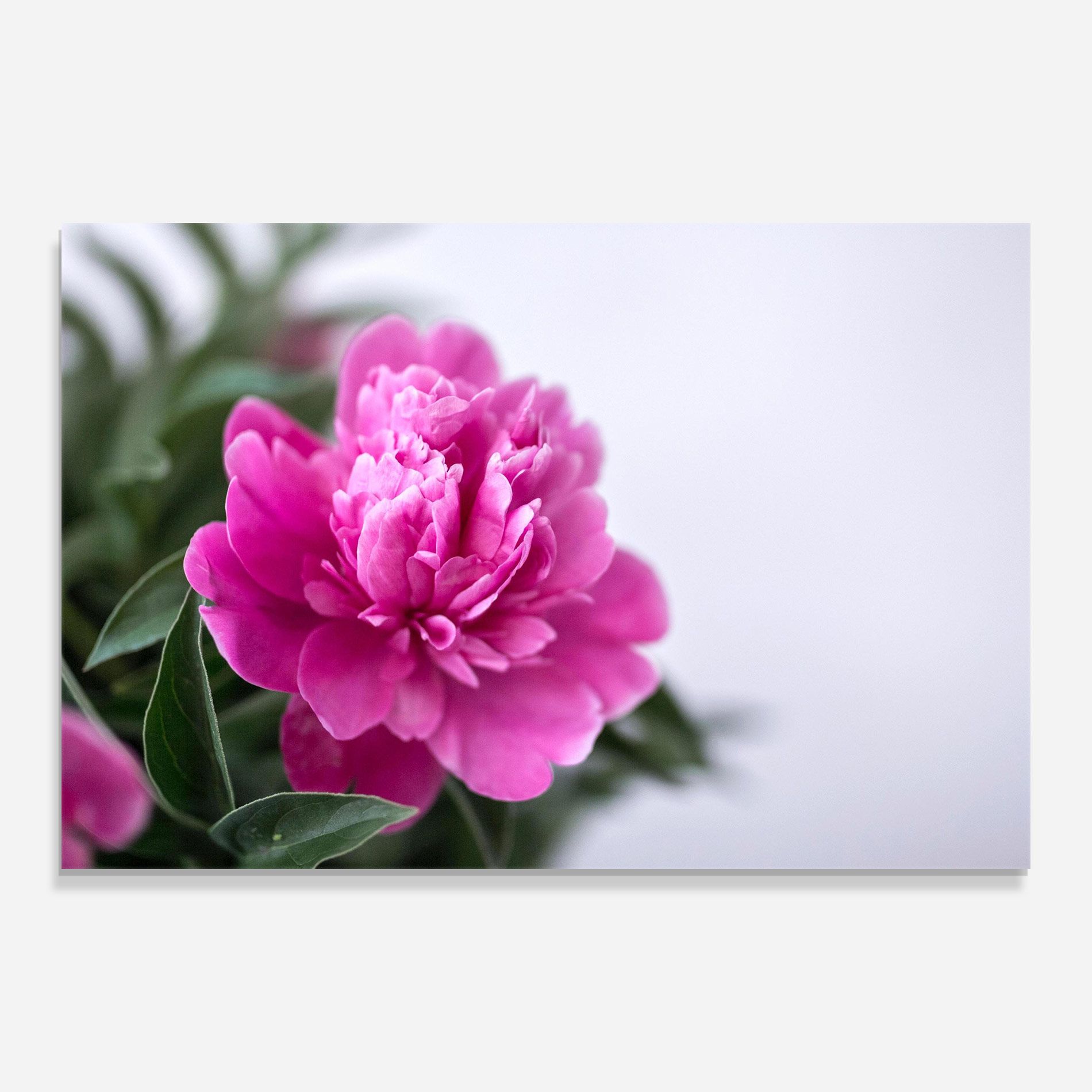 Dark Pink Peony mockup 0