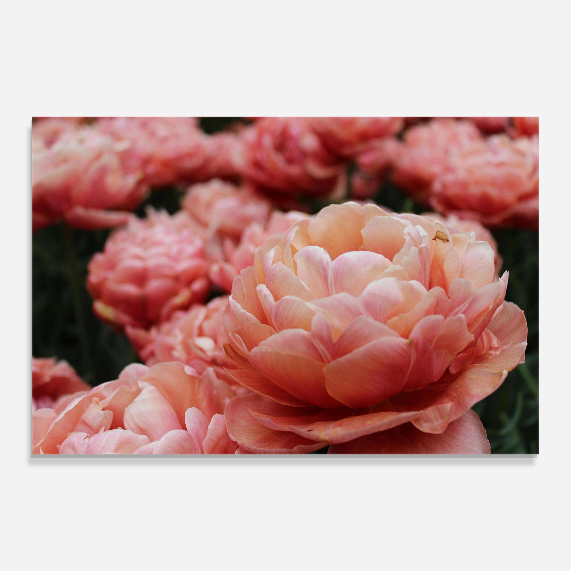 Glasbild Light Orange Peony mockup 0