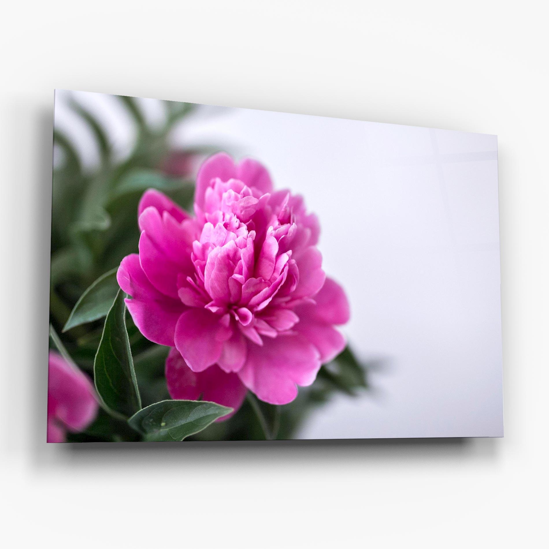 Glasbild Dark Pink Peony mockup 6