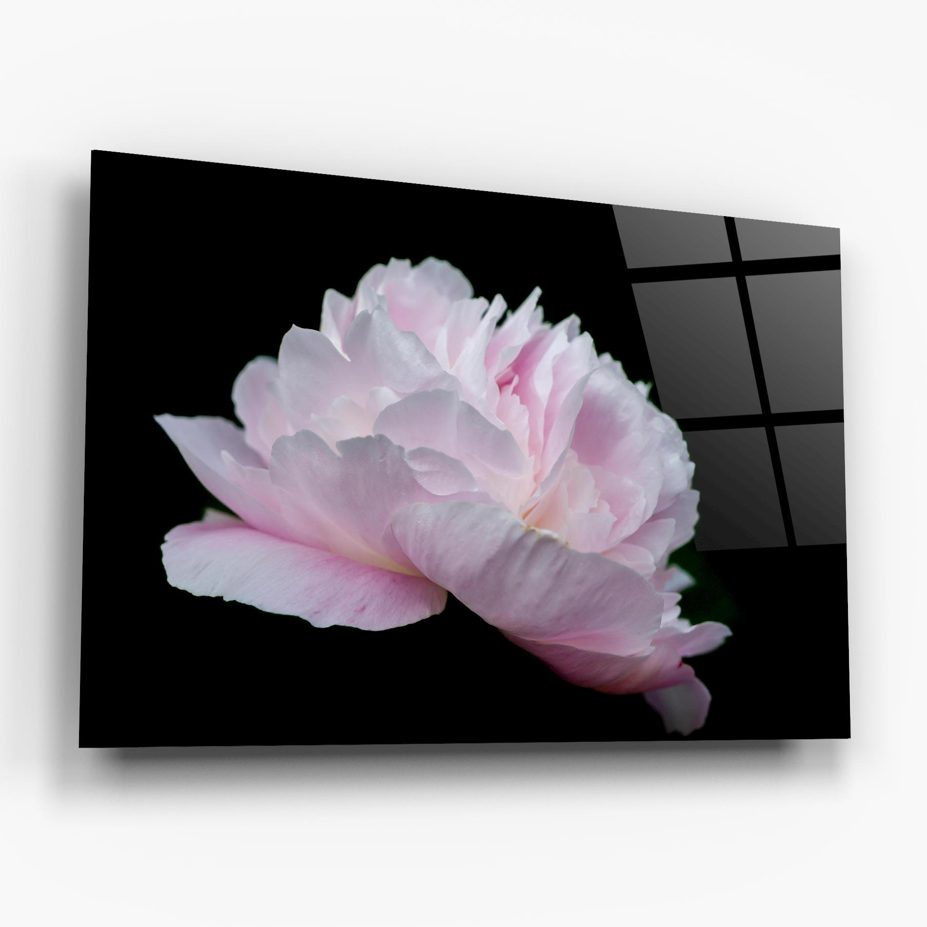 Glasbild Pastel Peony On Black mockup 6
