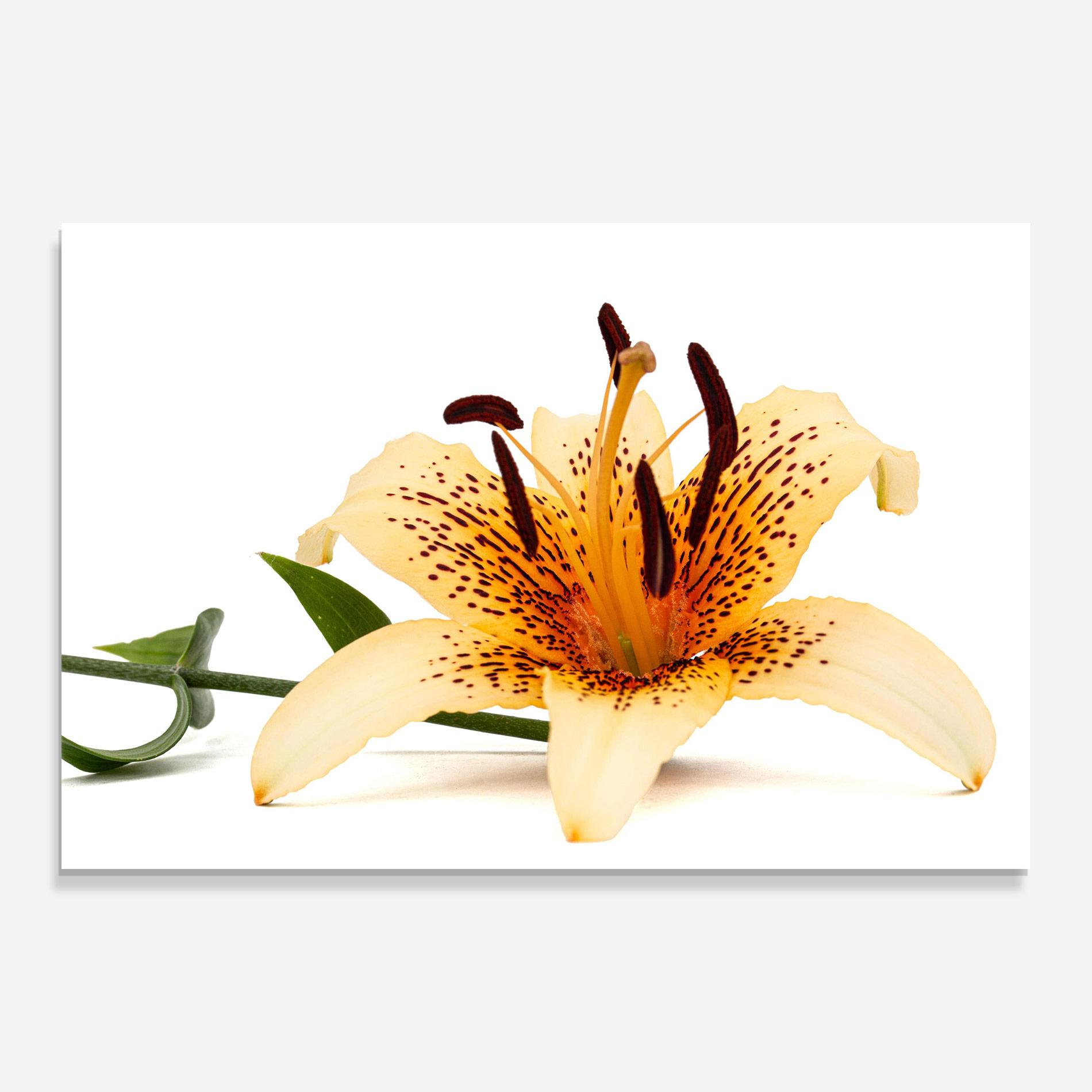Glasbild Big Yellow Lily mockup 0