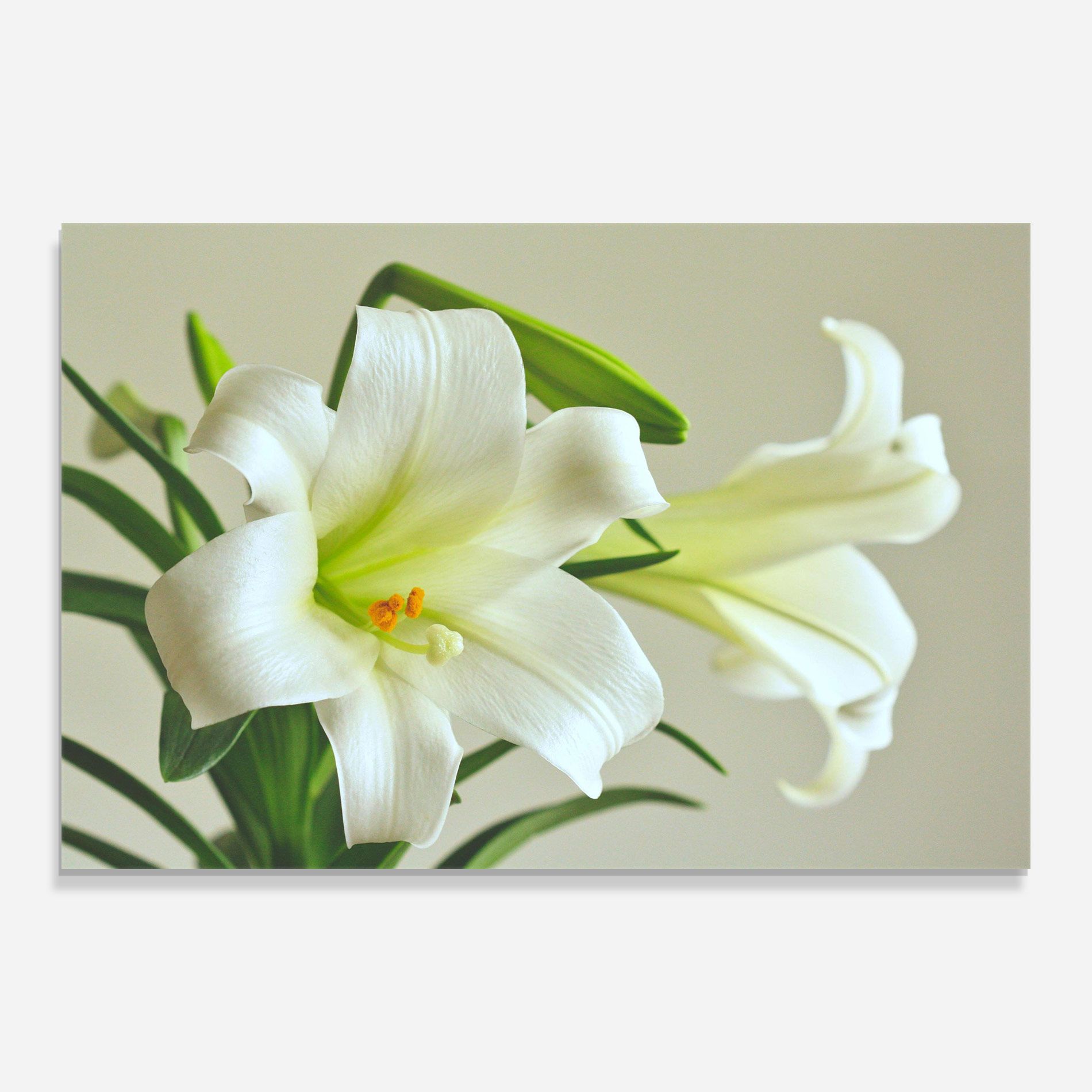 Green Lily mockup 0