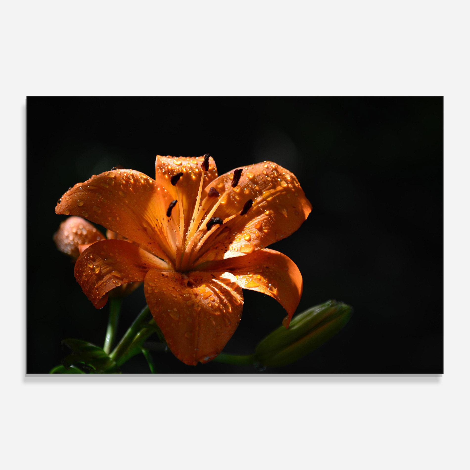 Glasbild Open Orange Lily On Black mockup 0