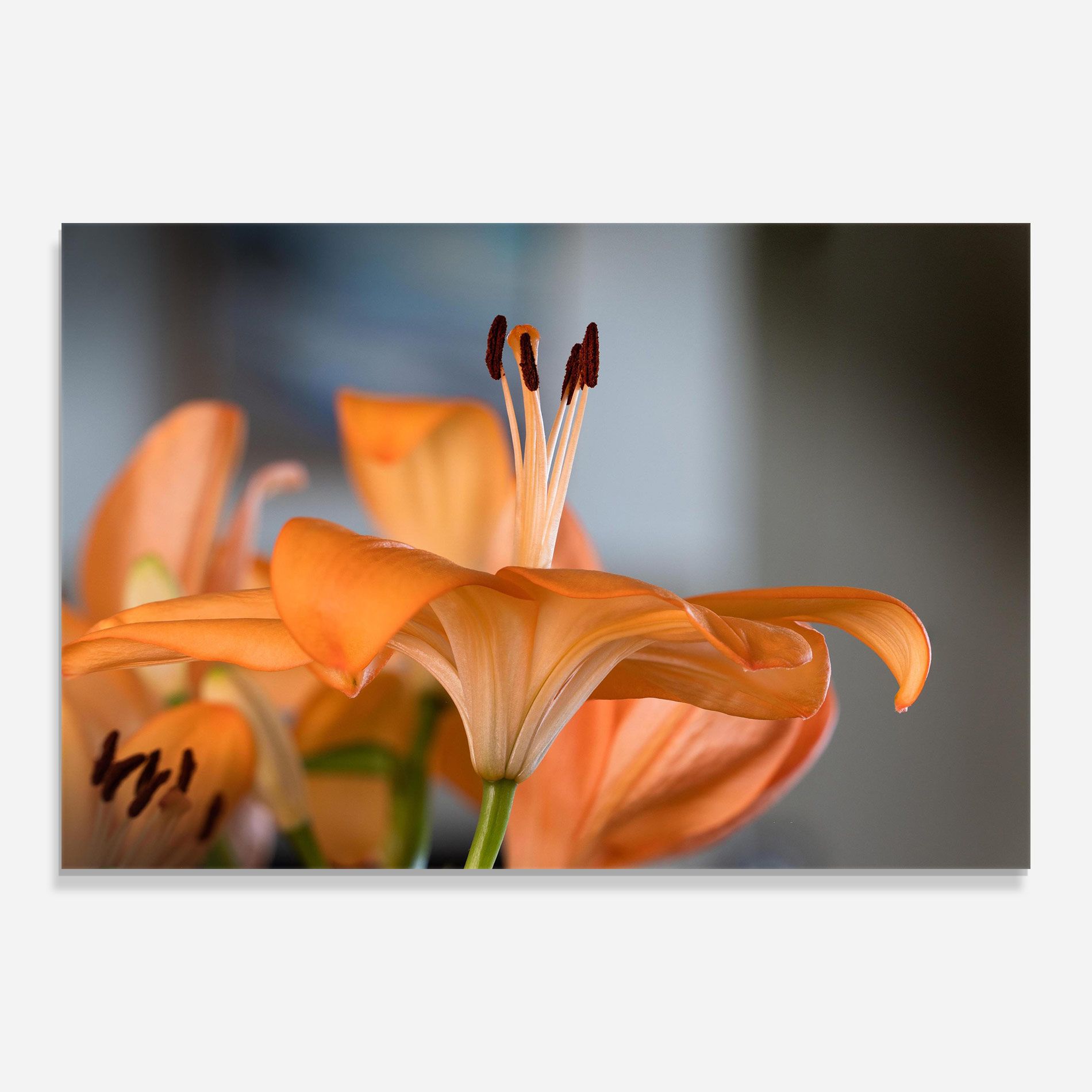 Open Orange Lily mockup 0