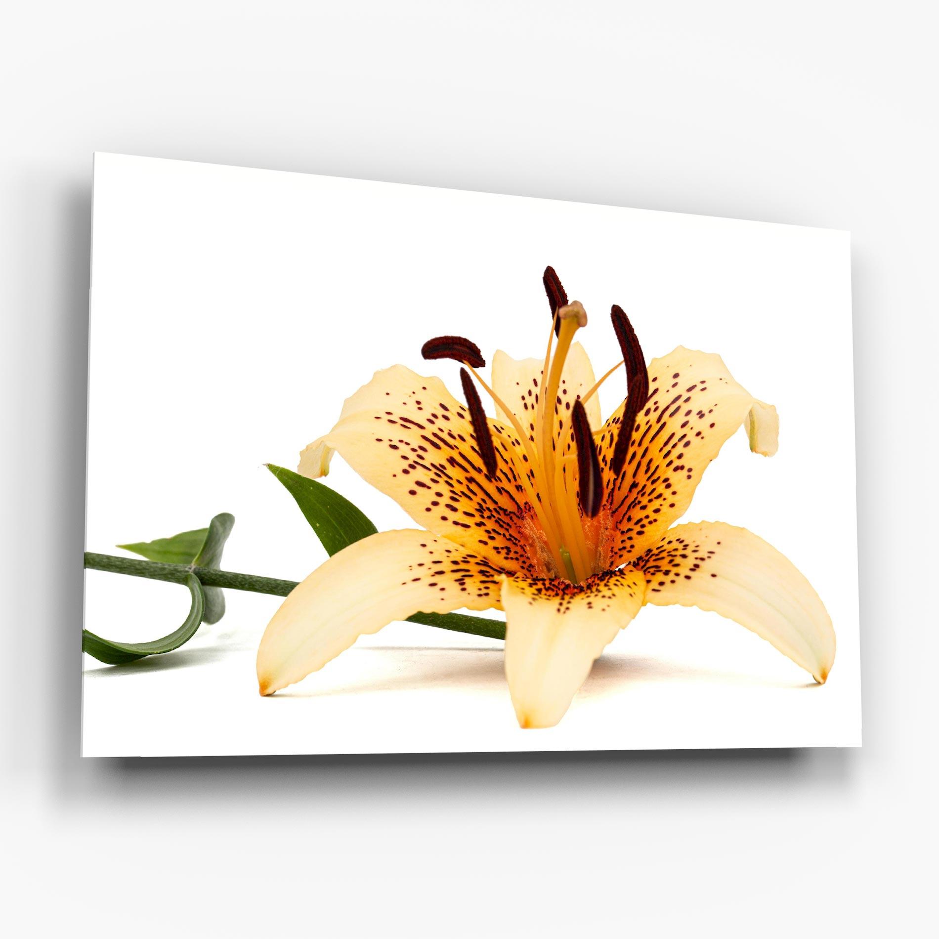 Glasbild Big Yellow Lily mockup 6