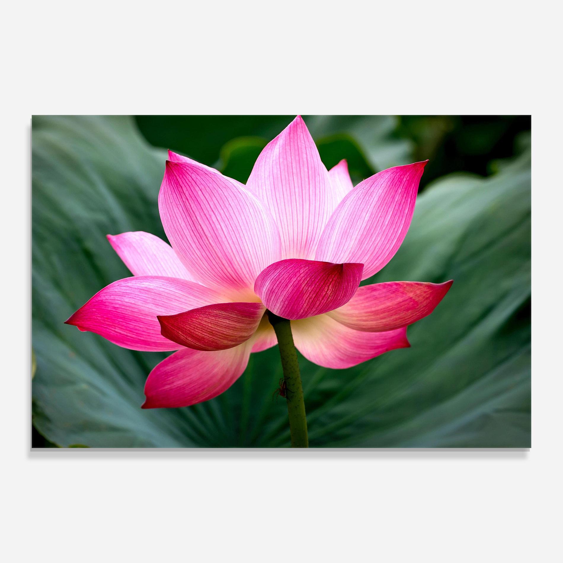 Glasbild Beautiful Pink Exotic mockup 0