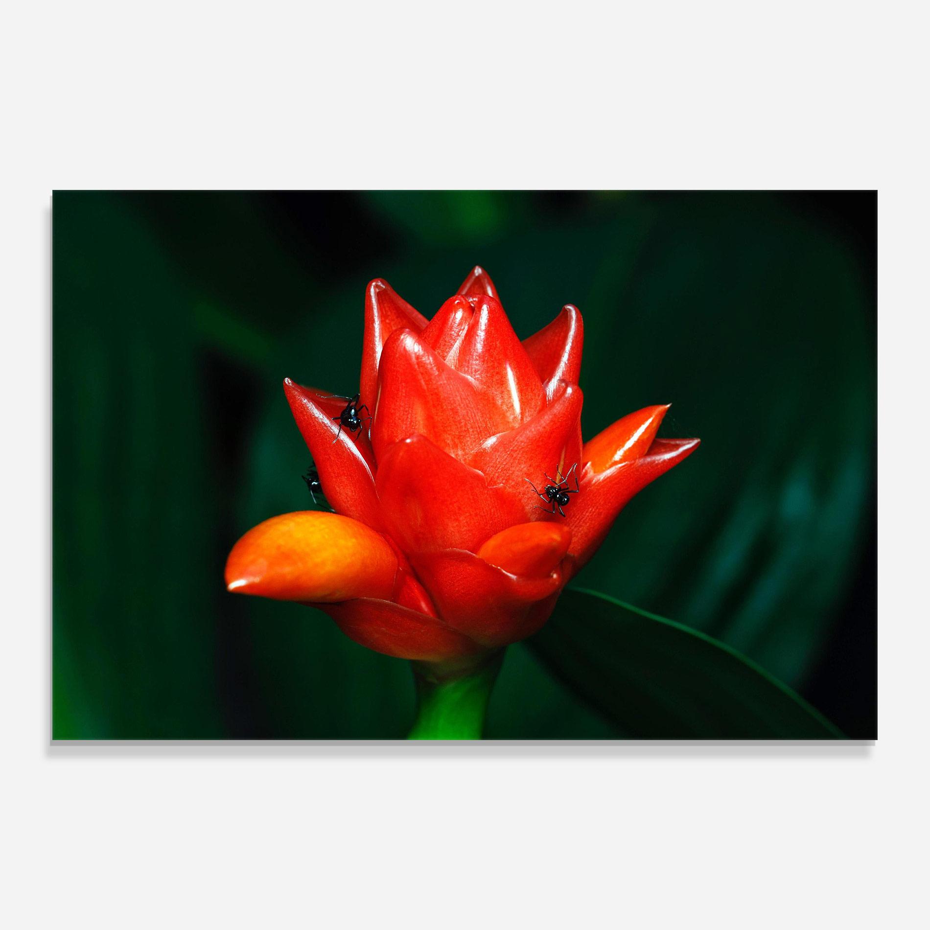 Glasbild Cool Orange Exotic mockup 0