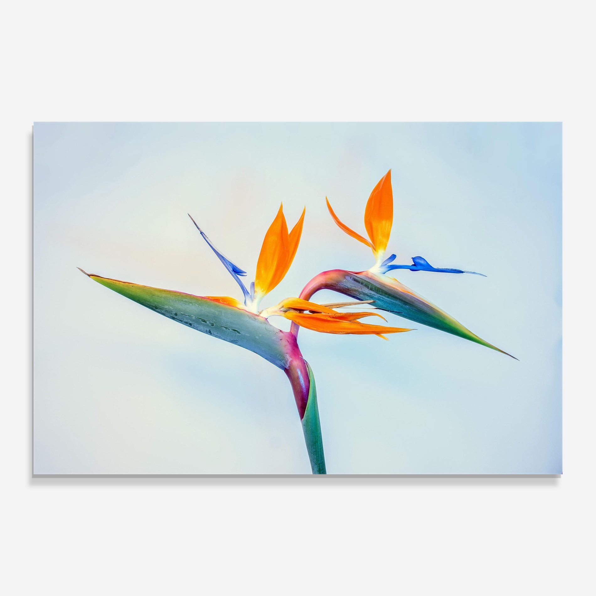 Green Orange Exotic mockup 0