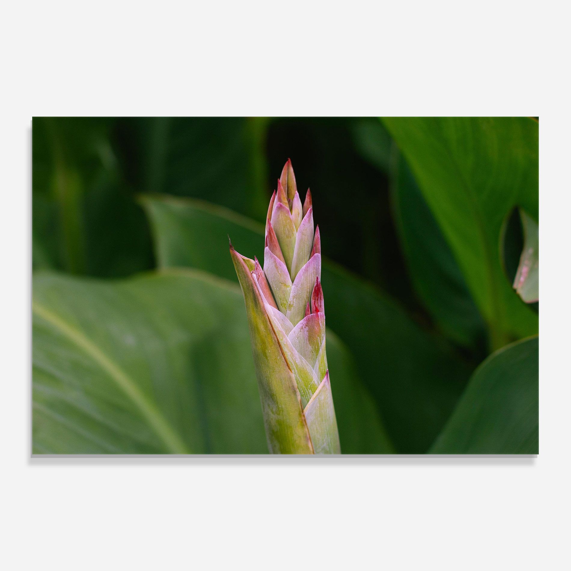 Light Pink Exotic mockup 0