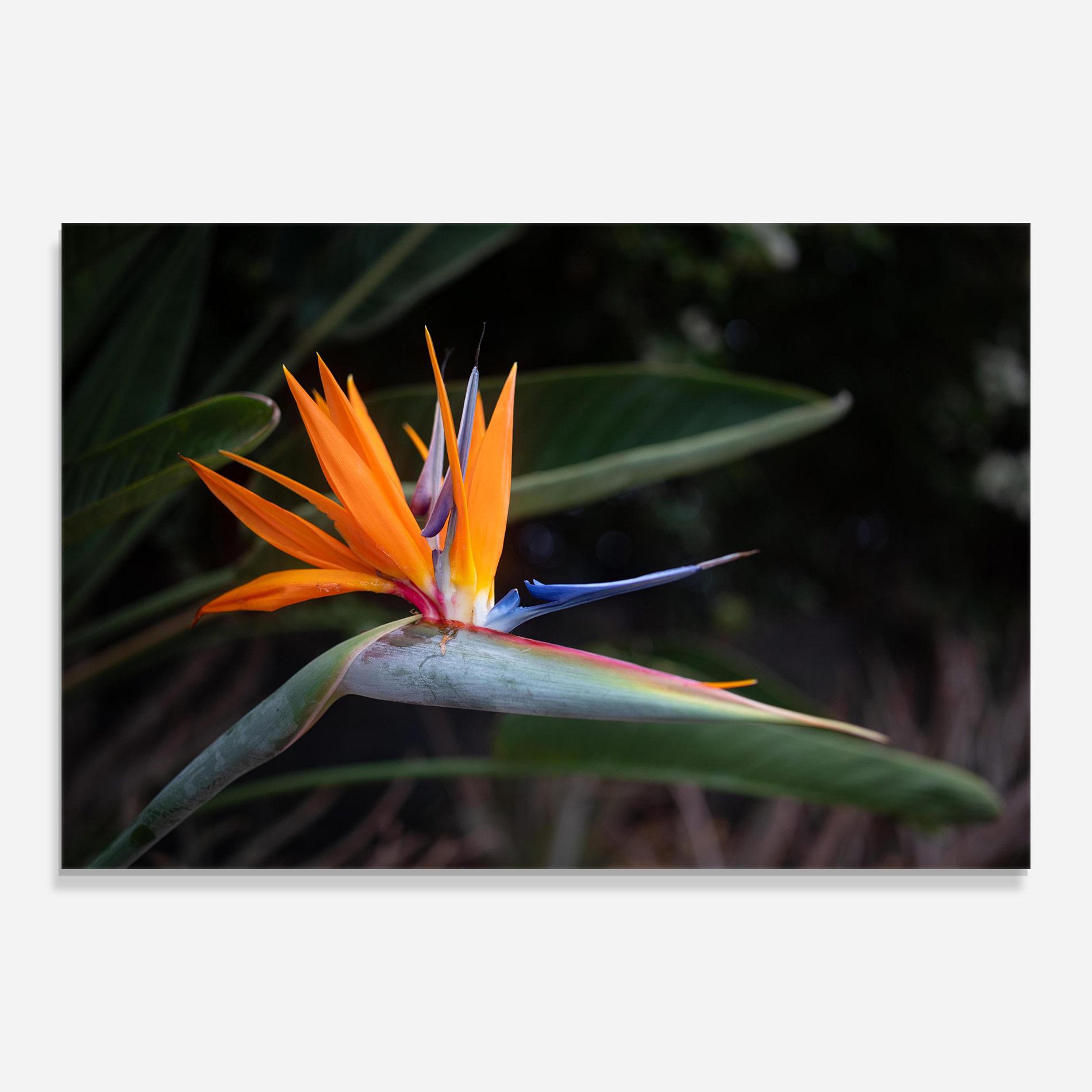 Glasbild Paradise Plant mockup 0