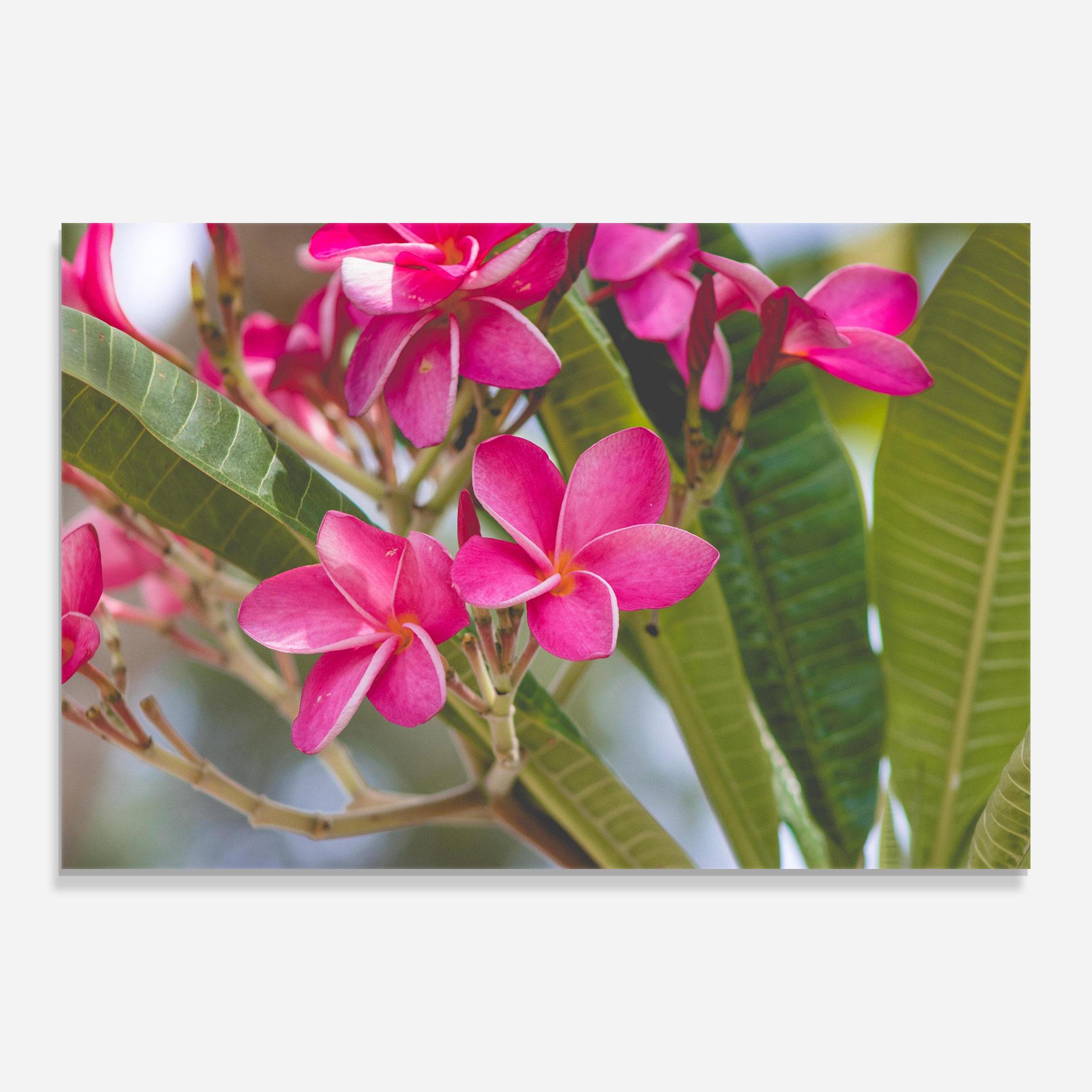Glasbild Pink Exotic Flowers mockup 0