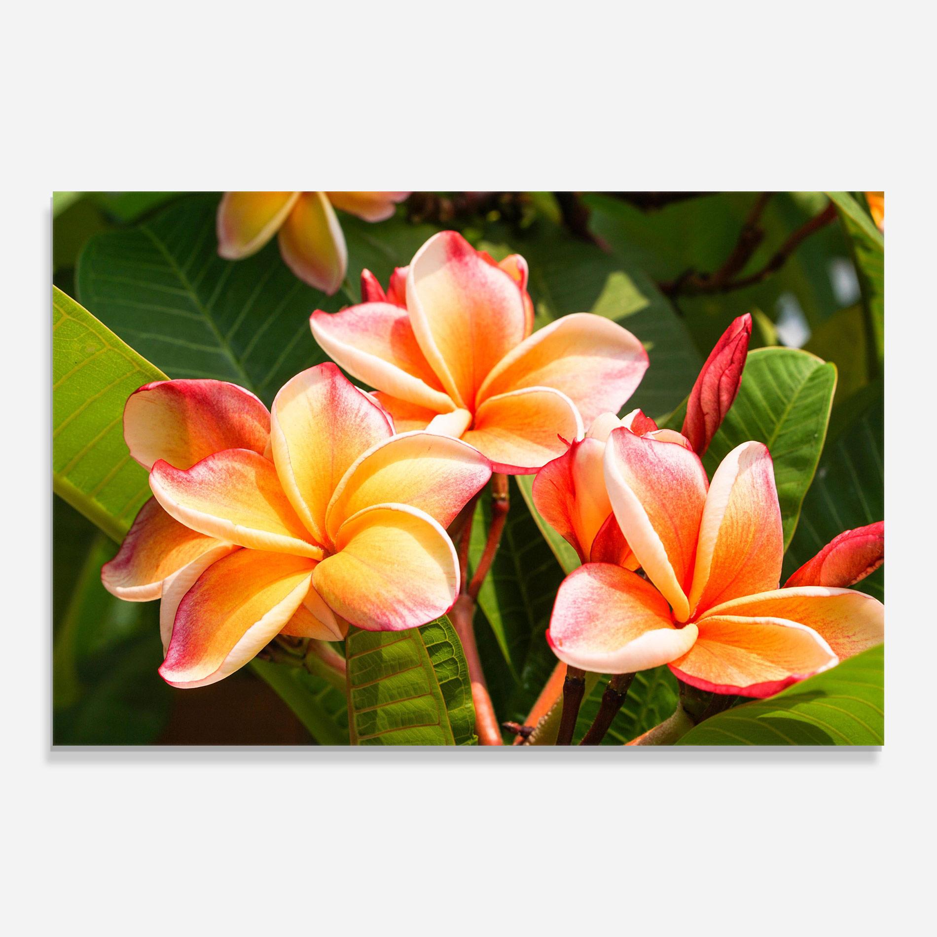 Glasbild Pretty Plumeria mockup 0