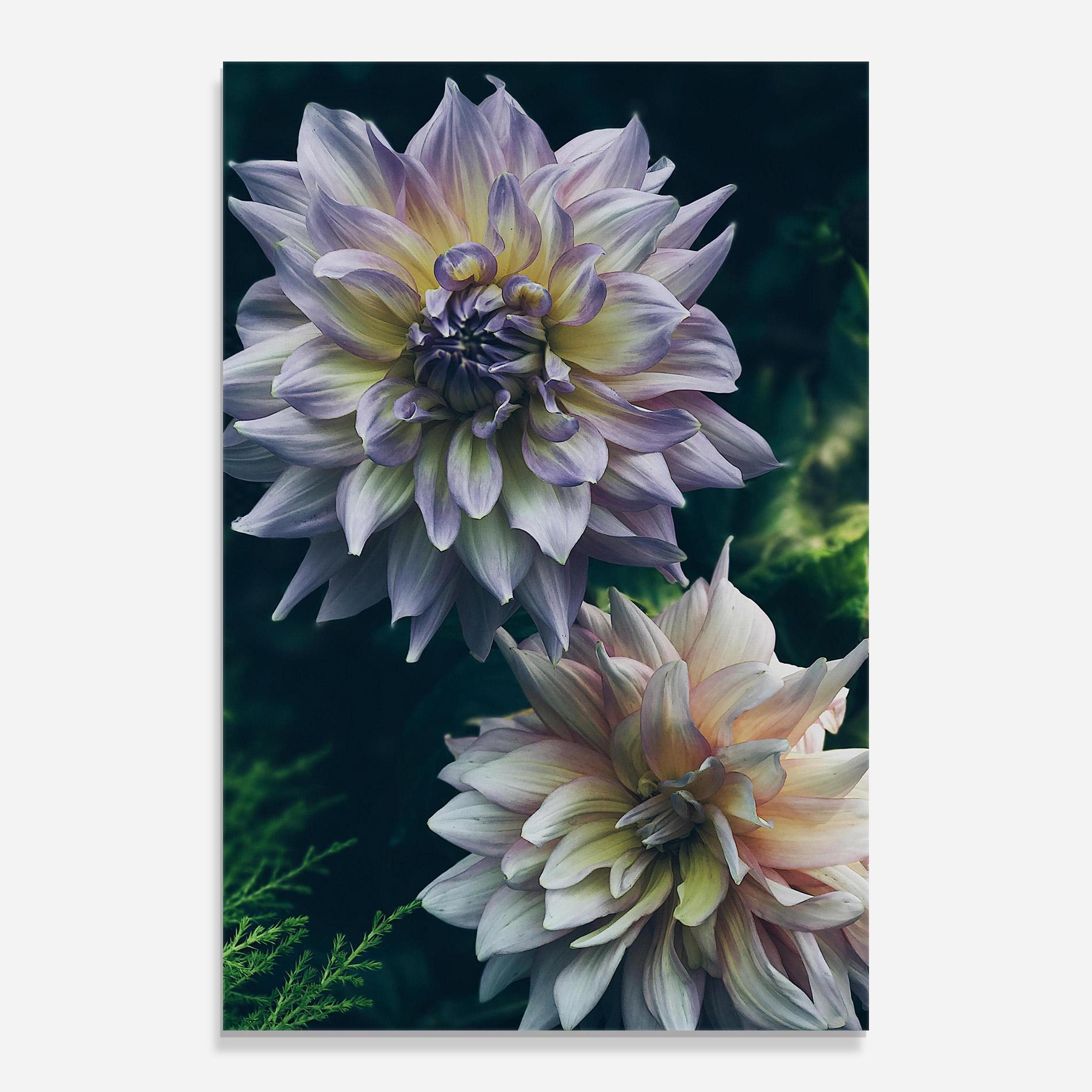 Glasbild Dahlia Flowers mockup 0