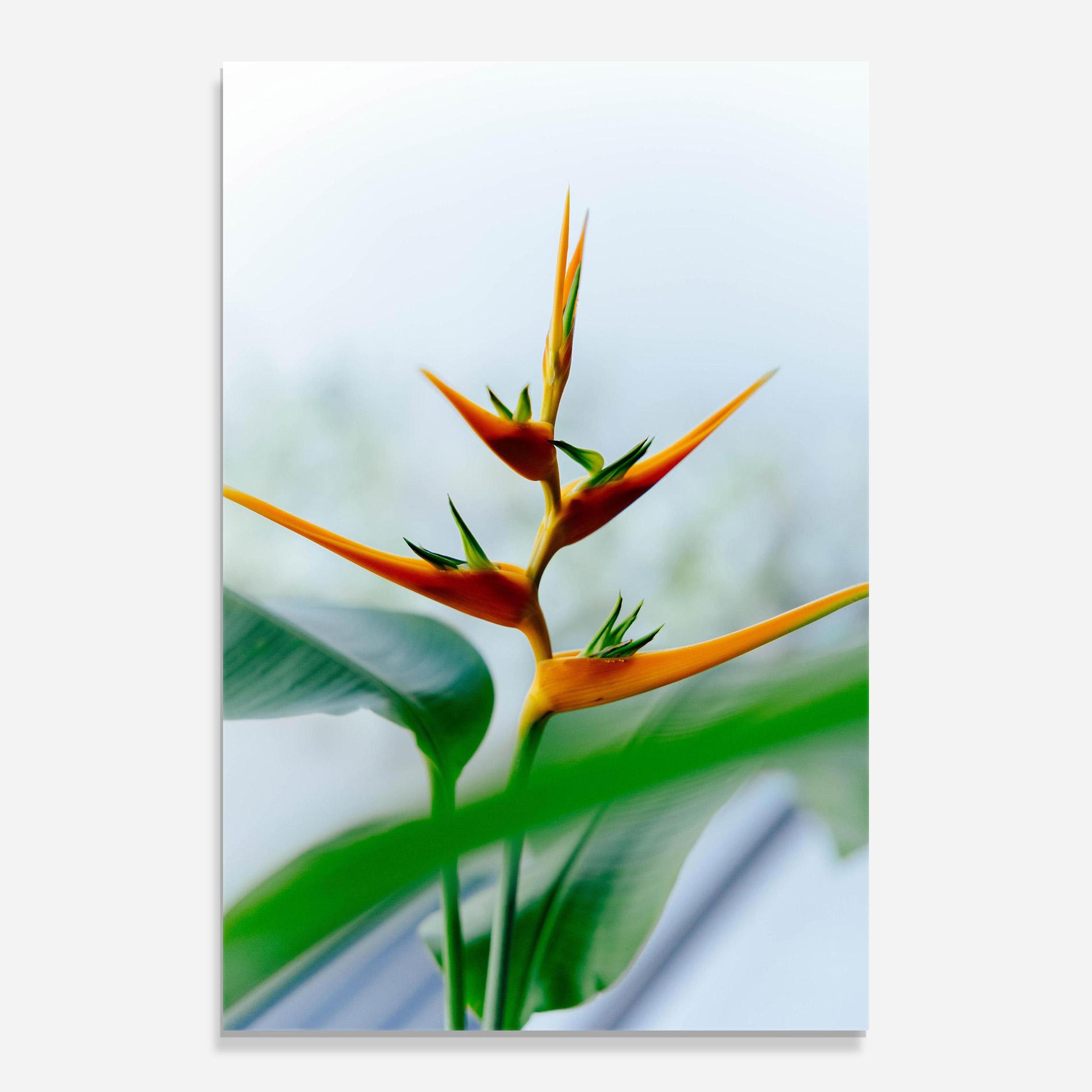 Glasbild Exotic Orange Green mockup 0