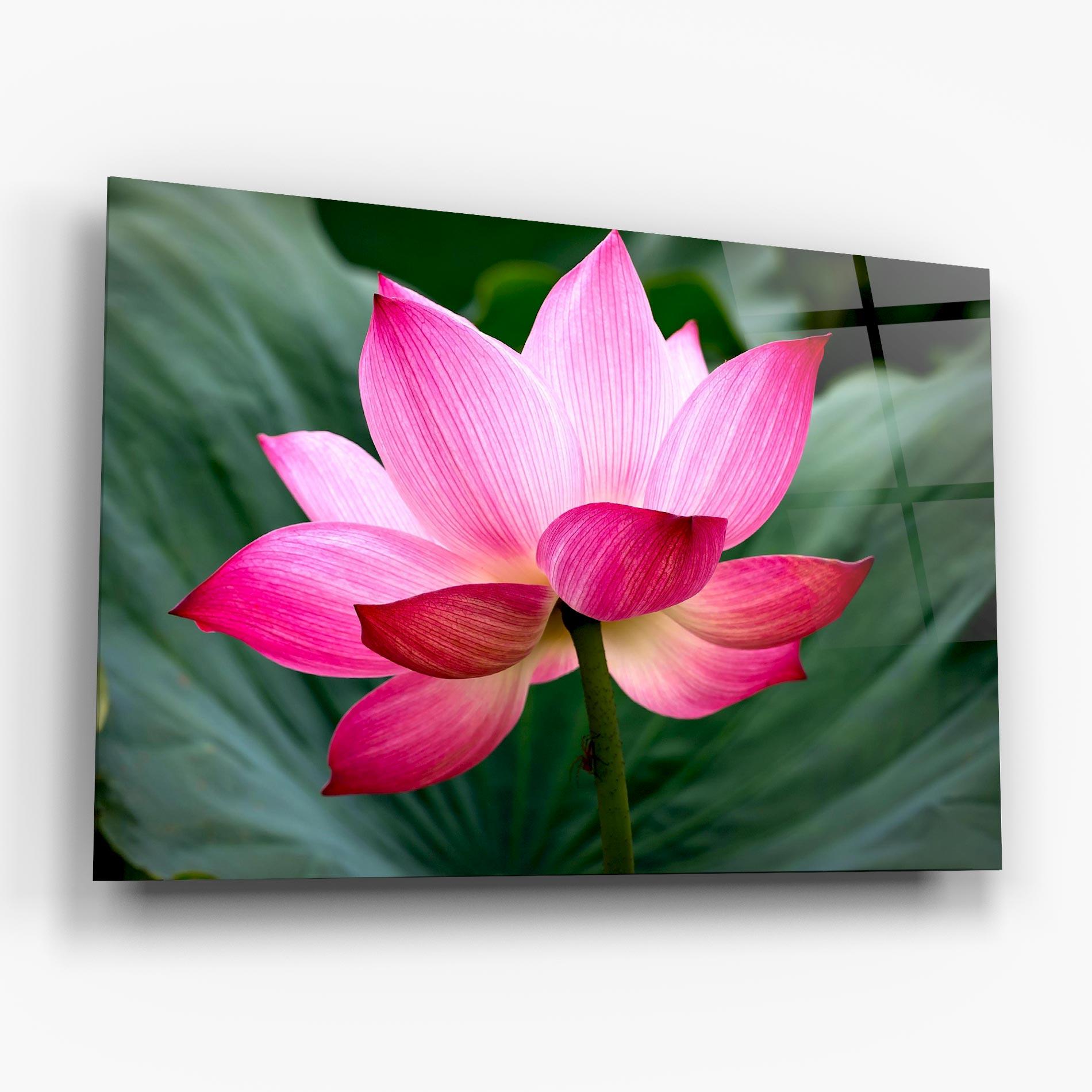 Glasbild Beautiful Pink Exotic mockup 6
