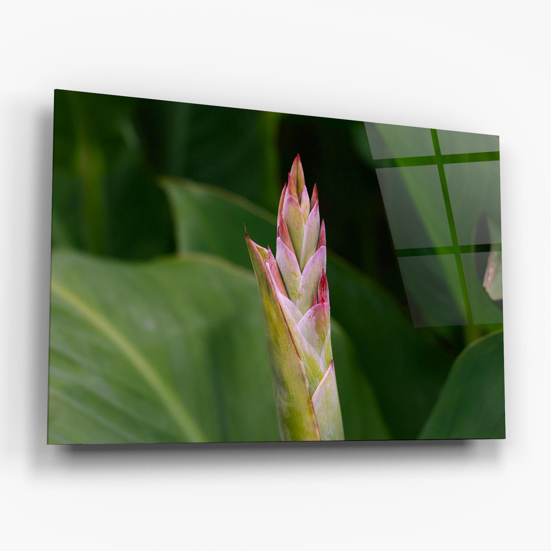 Light Pink Exotic mockup 6