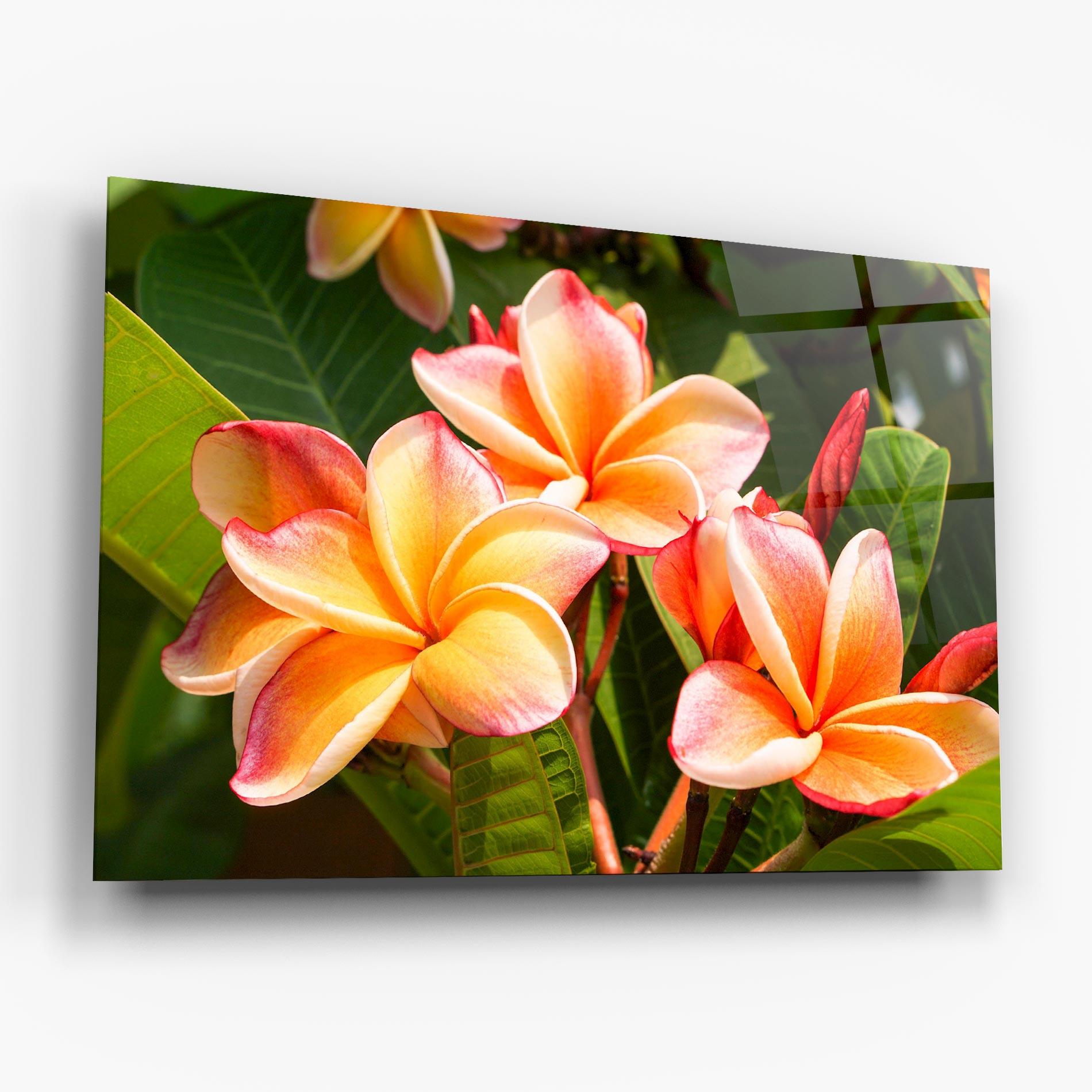 Glasbild Pretty Plumeria mockup 6