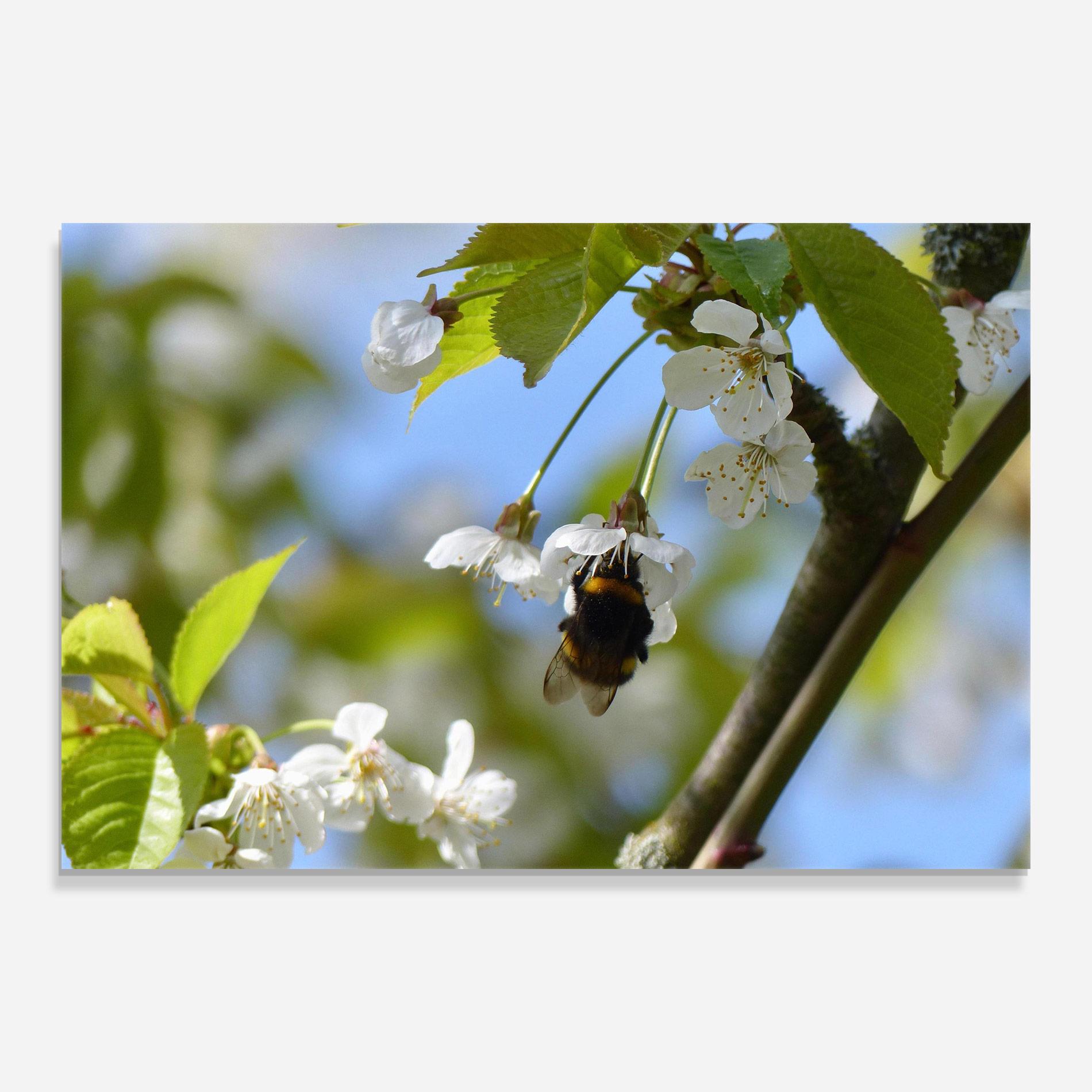 Glasbild Bee Wild Tree mockup 0