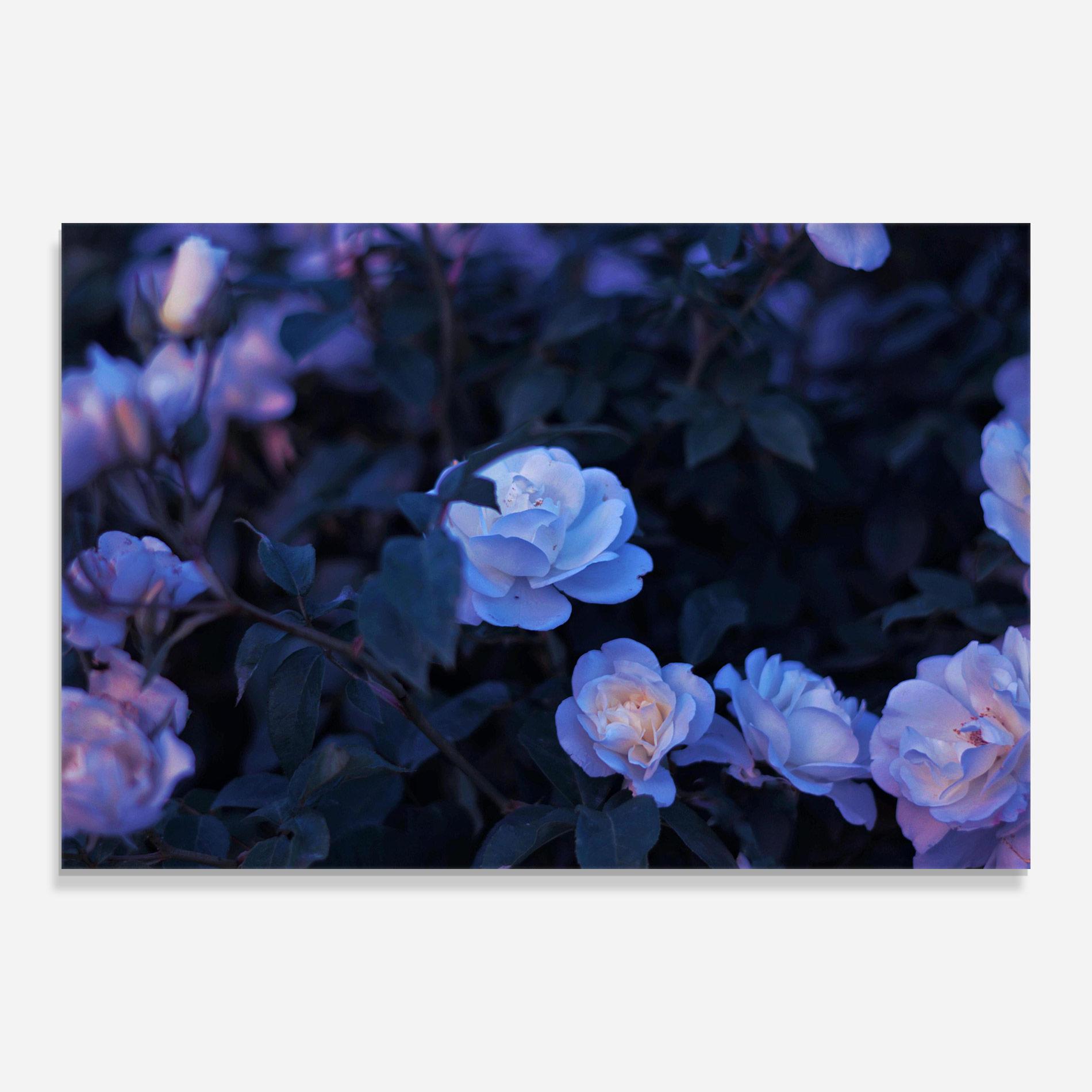 Glasbild Blue Light Rose mockup 0