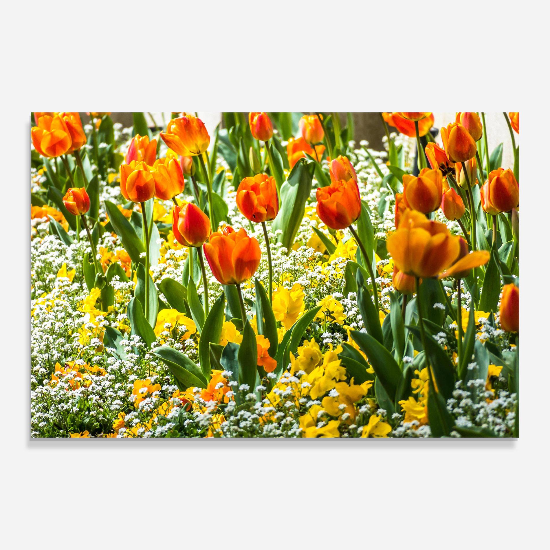 Glasbild Colorful Tulips Garden mockup 0