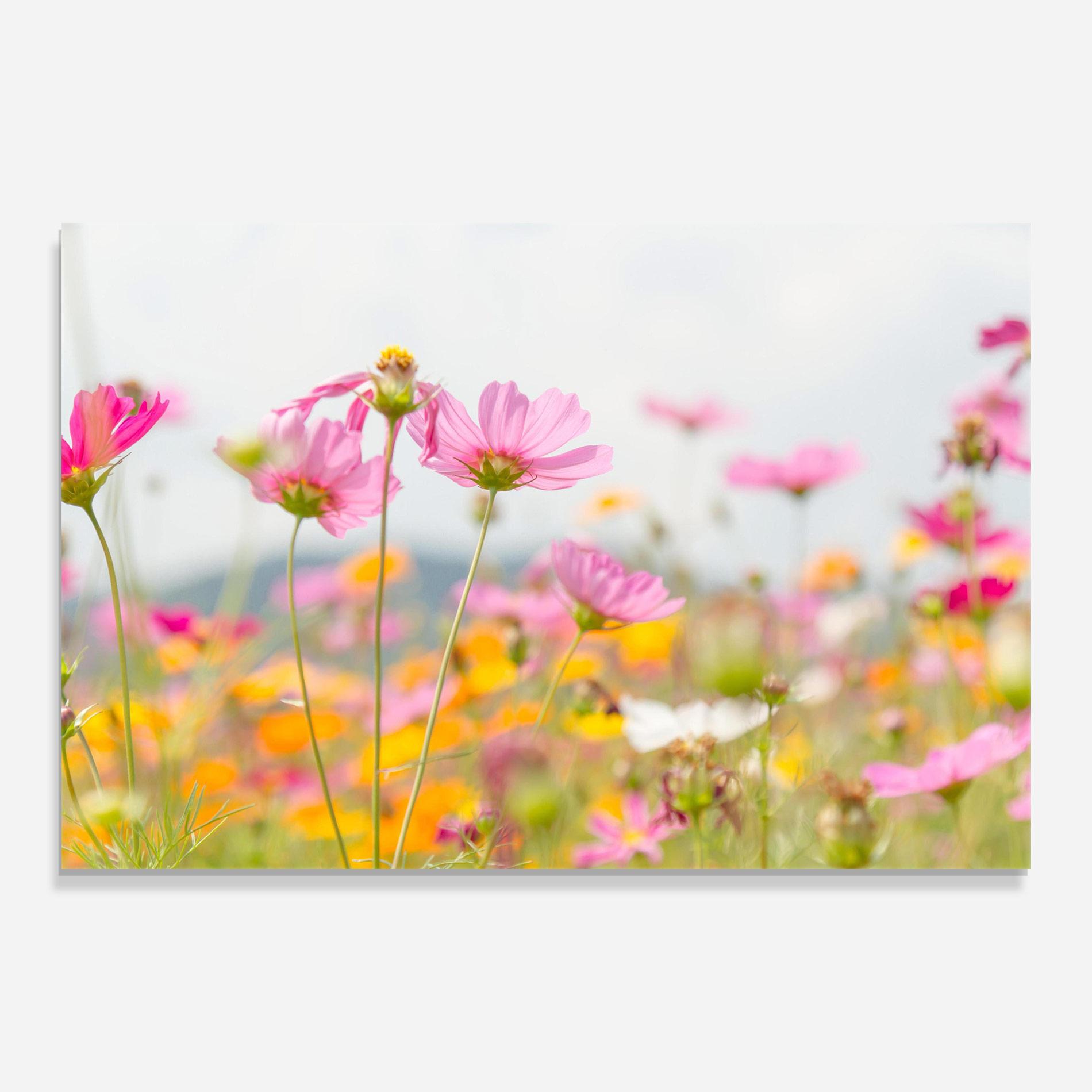 Glasbild Cosmos Beauty Flowers mockup 0