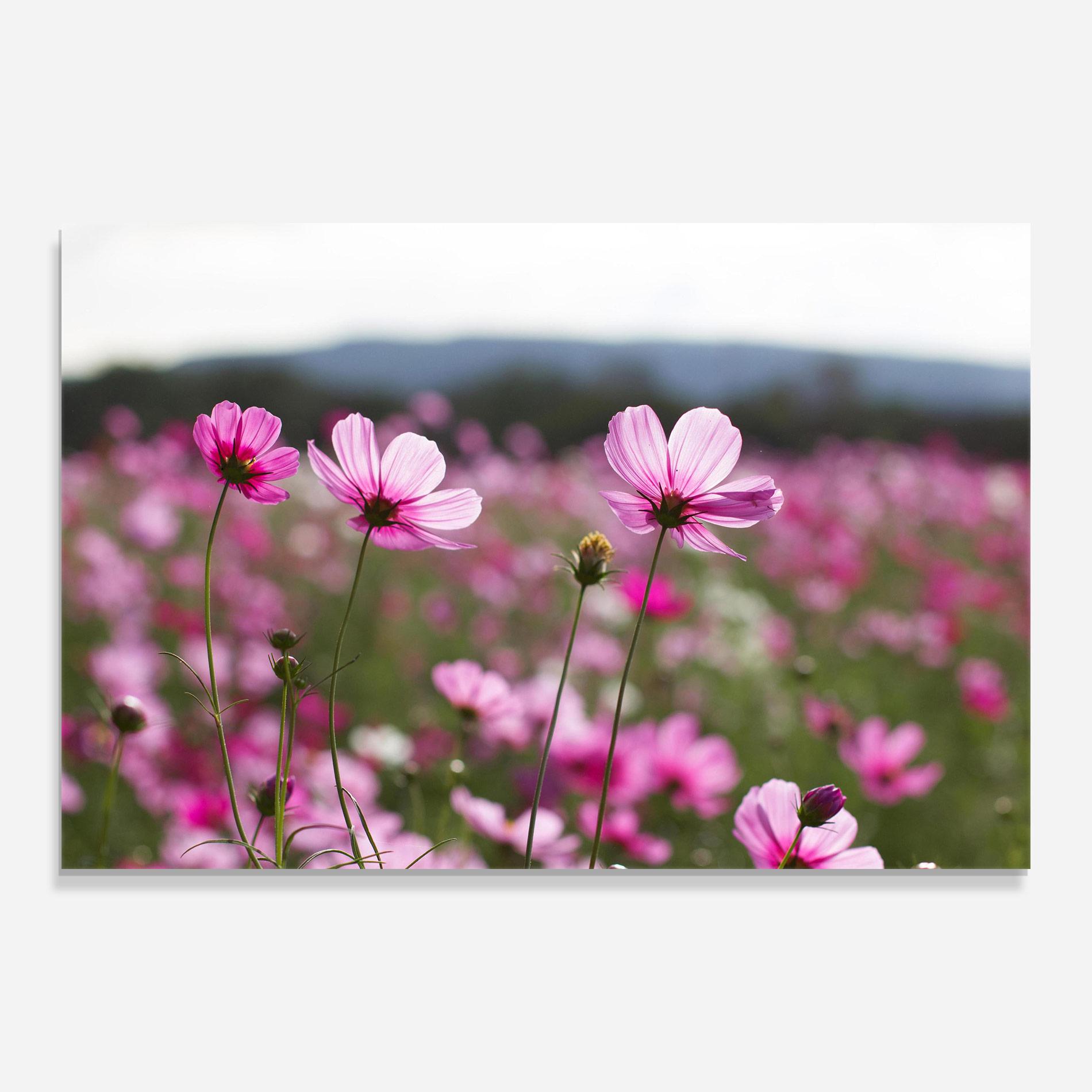 Glasbild Cosmos Flower mockup 0