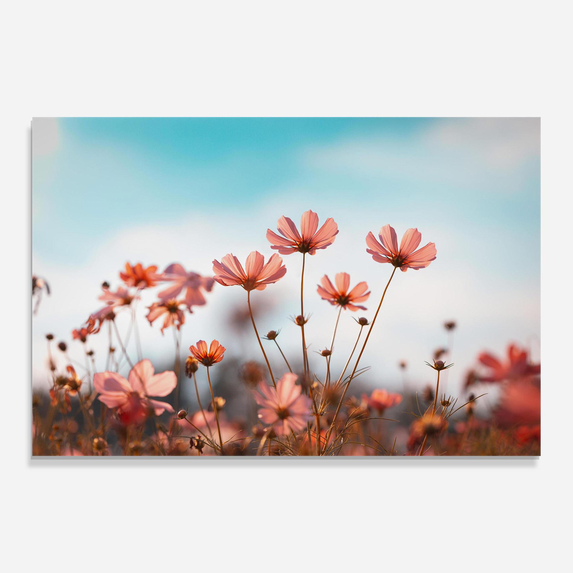 Glasbild Cosmos Flowers Beautiful mockup 0