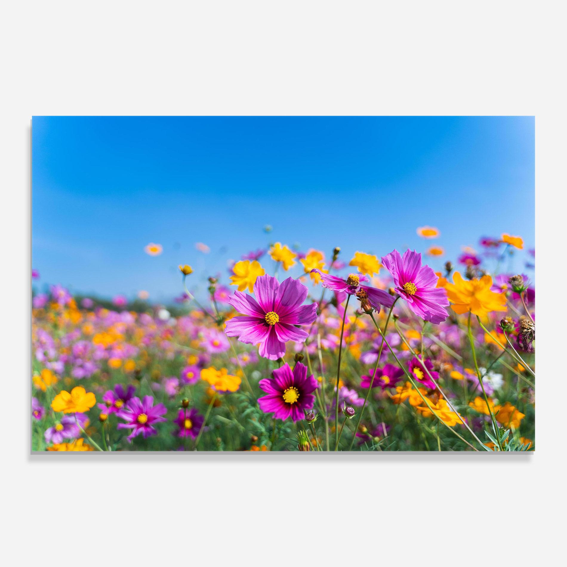 Glasbild Cosmos Flowers Grassland mockup 0