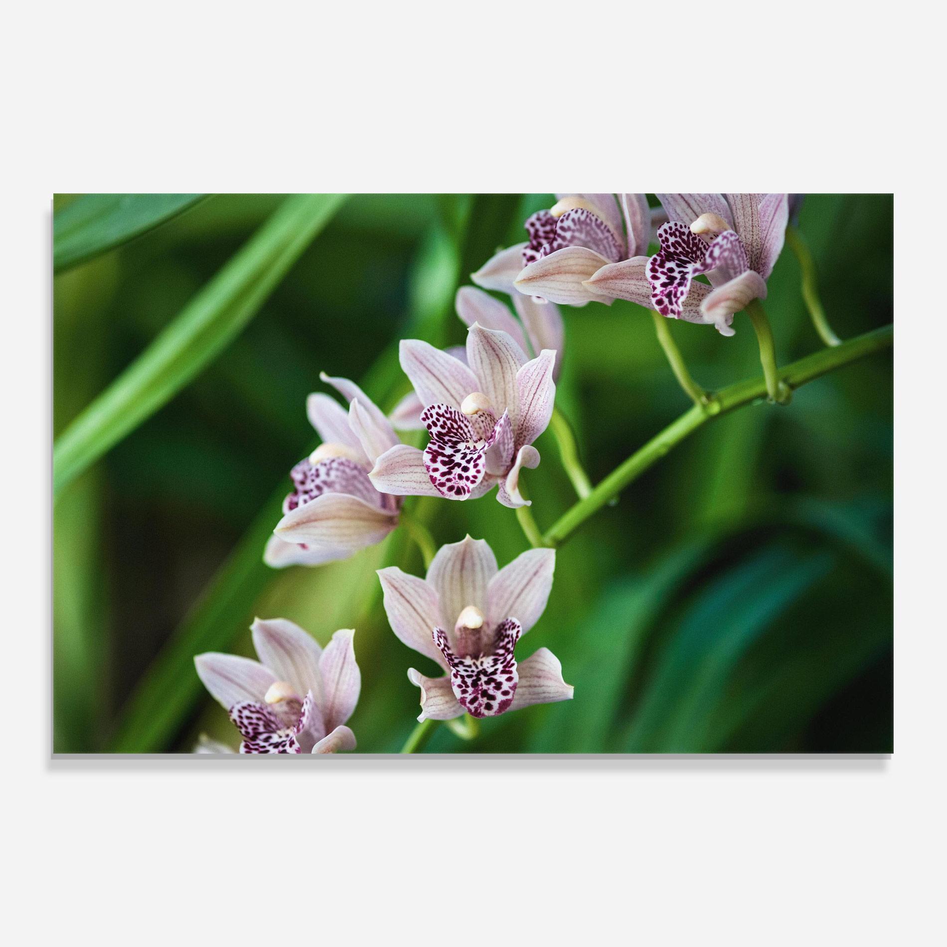 Glasbild Cymbidium Orchid mockup 0