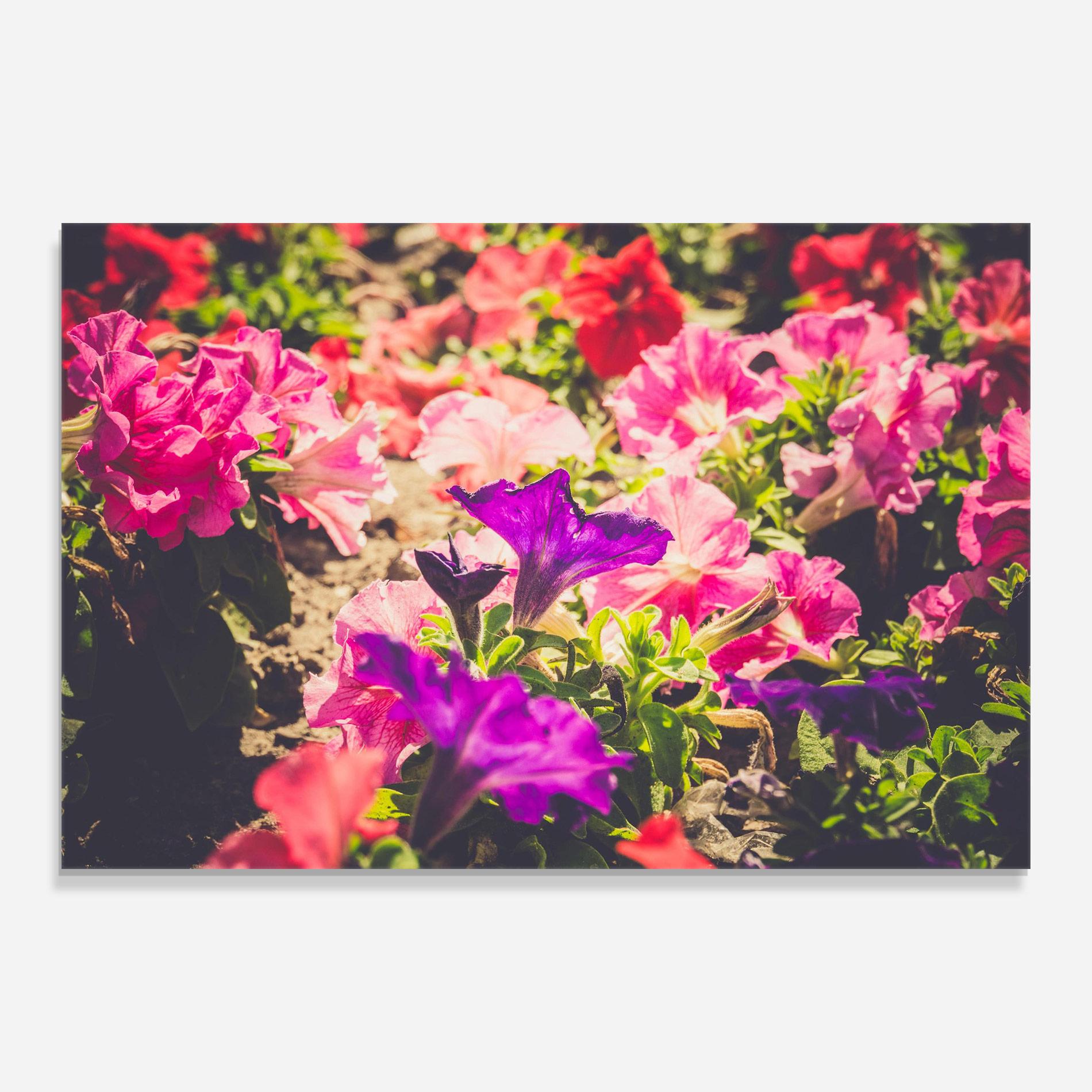 Glasbild Daylight Purple Flower mockup 0