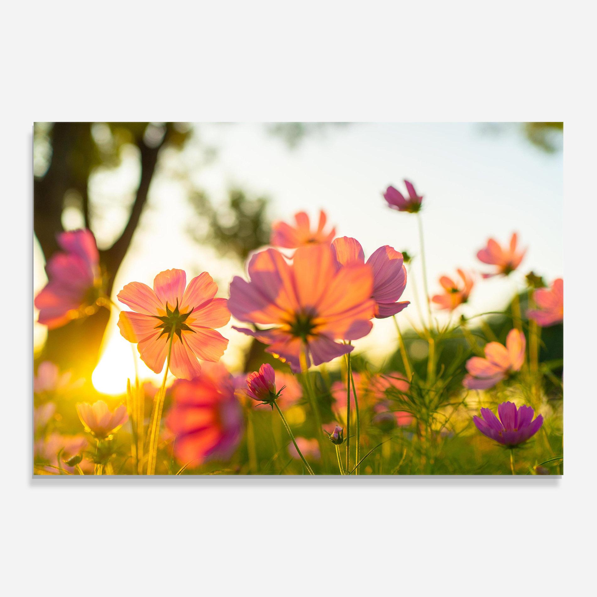 Glasbild Sunset Blooming Flower mockup 0
