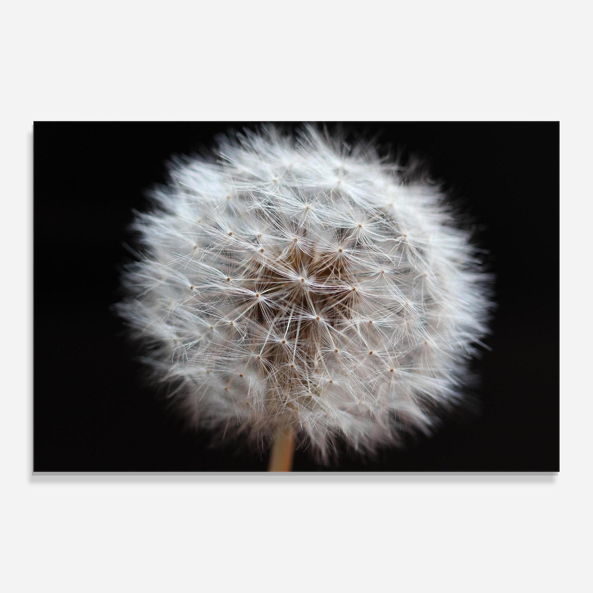 Glasbild Wild Dandelion Closeup mockup 0