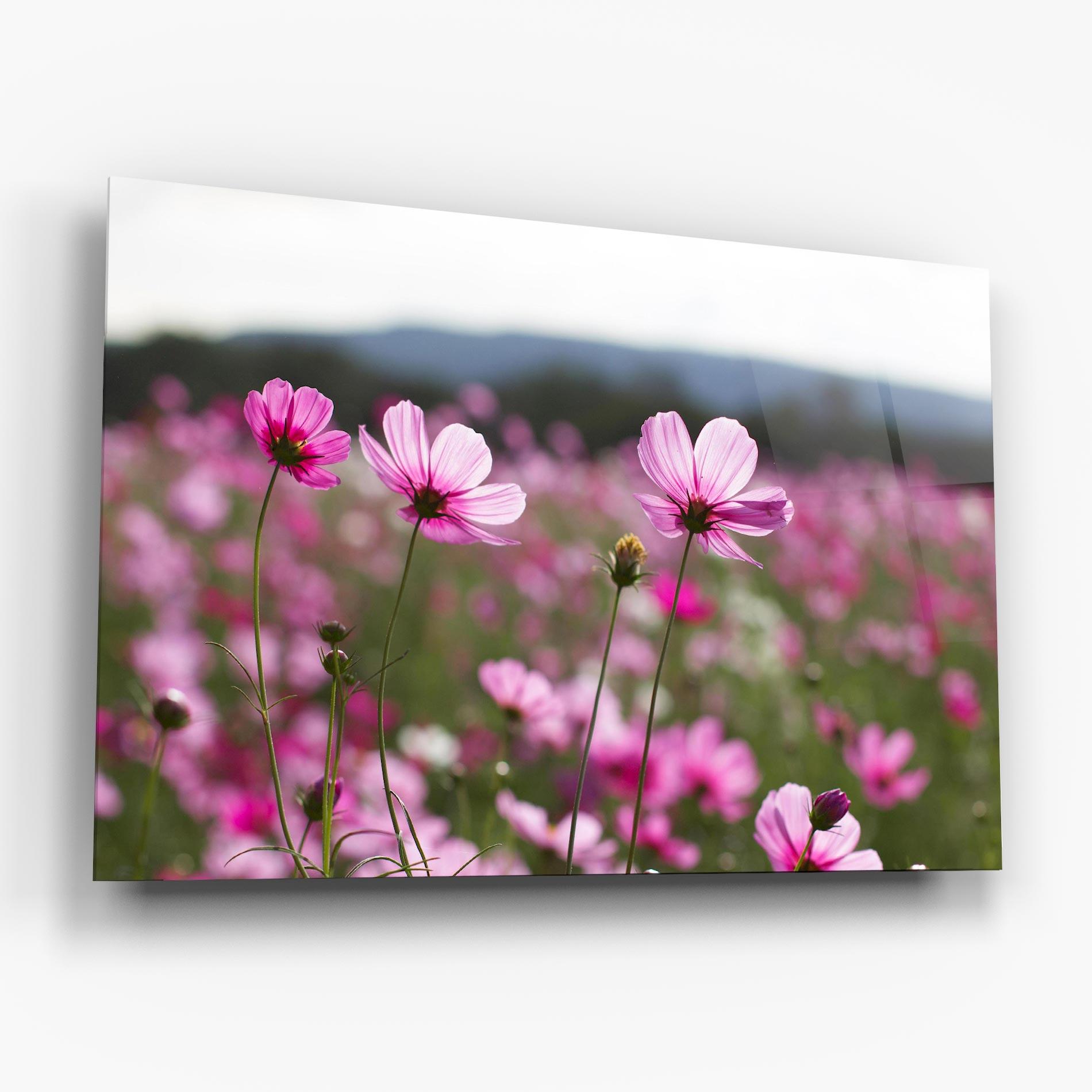 Glasbild Cosmos Flower mockup 6