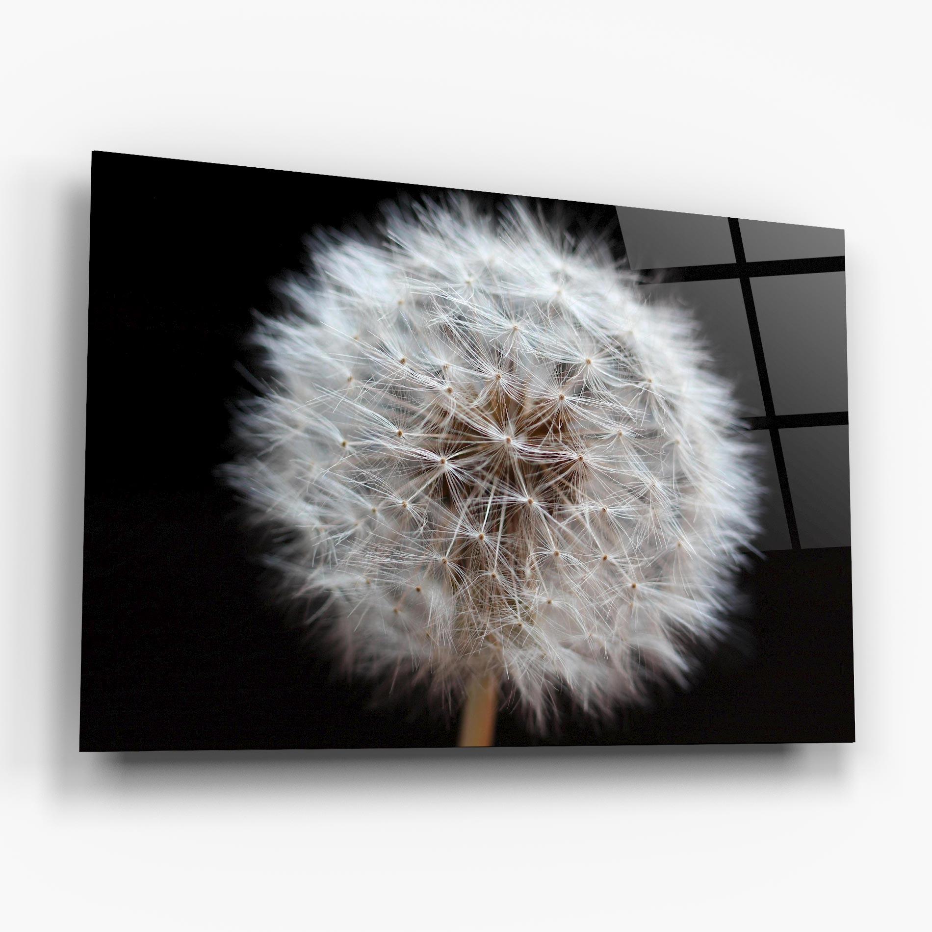 Glasbild Wild Dandelion Closeup mockup 6