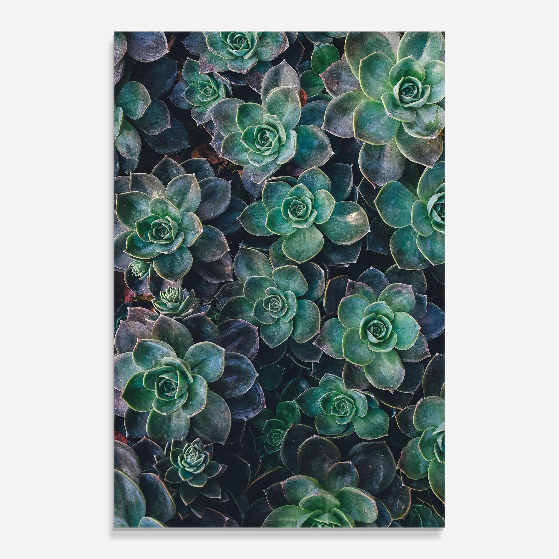 Green Lilac Tree mockup 0